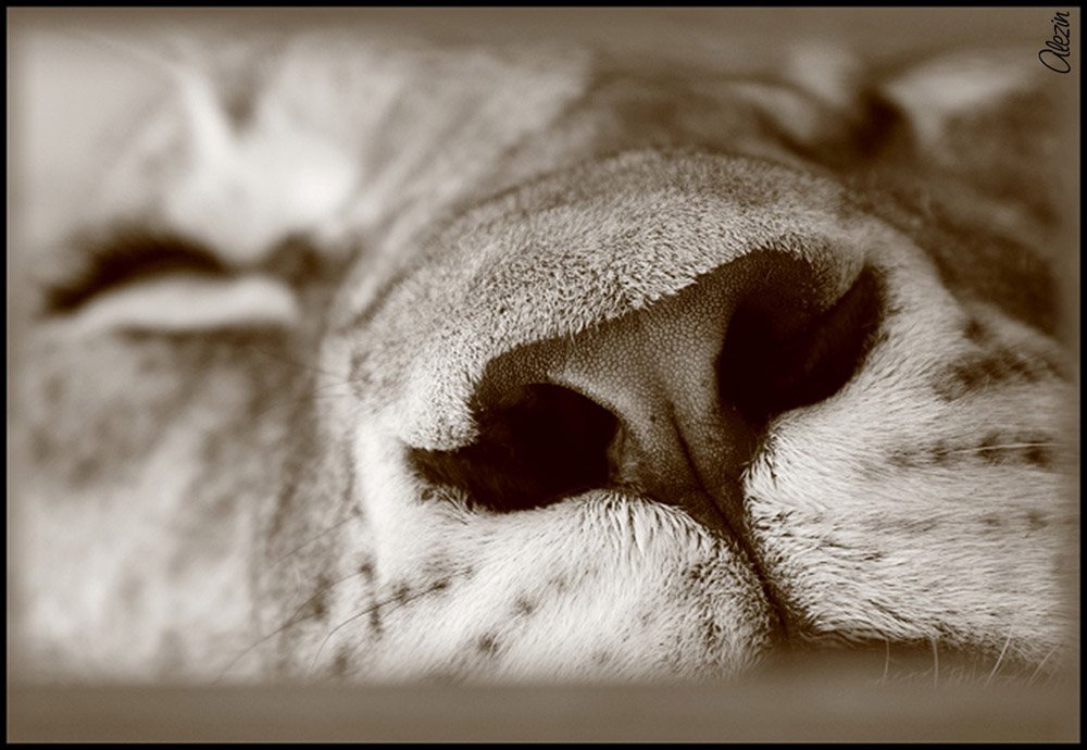 , Алексей Зиновьев (Alezin)