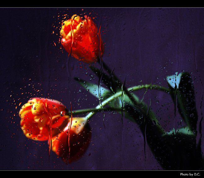 тюльпан, капли, стекло, Denis C.
