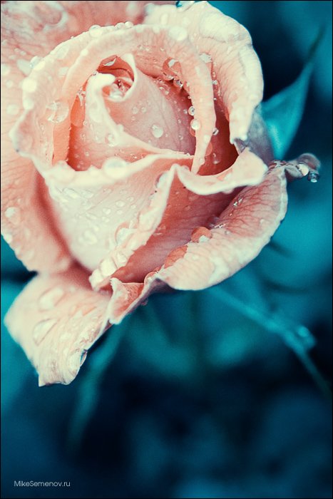 роза, цветы, Fantom