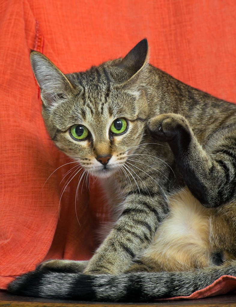 , Pashis Пашис Андрей