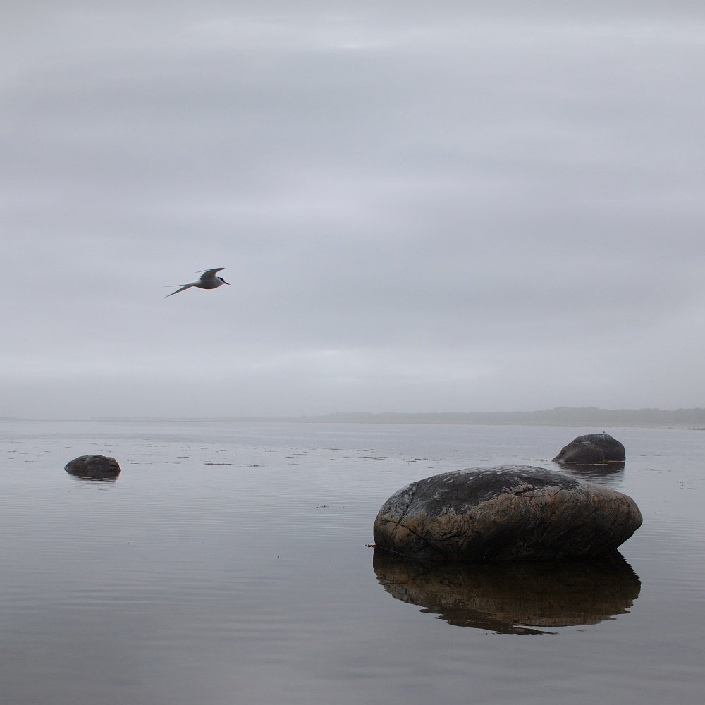 соловецкий архипелаг, заяцкие острова, белое море, утро, туман, одинокие камни, крачка, отражение, тихо, медитировать, Kaiser Sozo