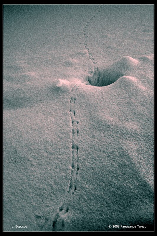 тропа, следы, снег, Timur Ramazanov