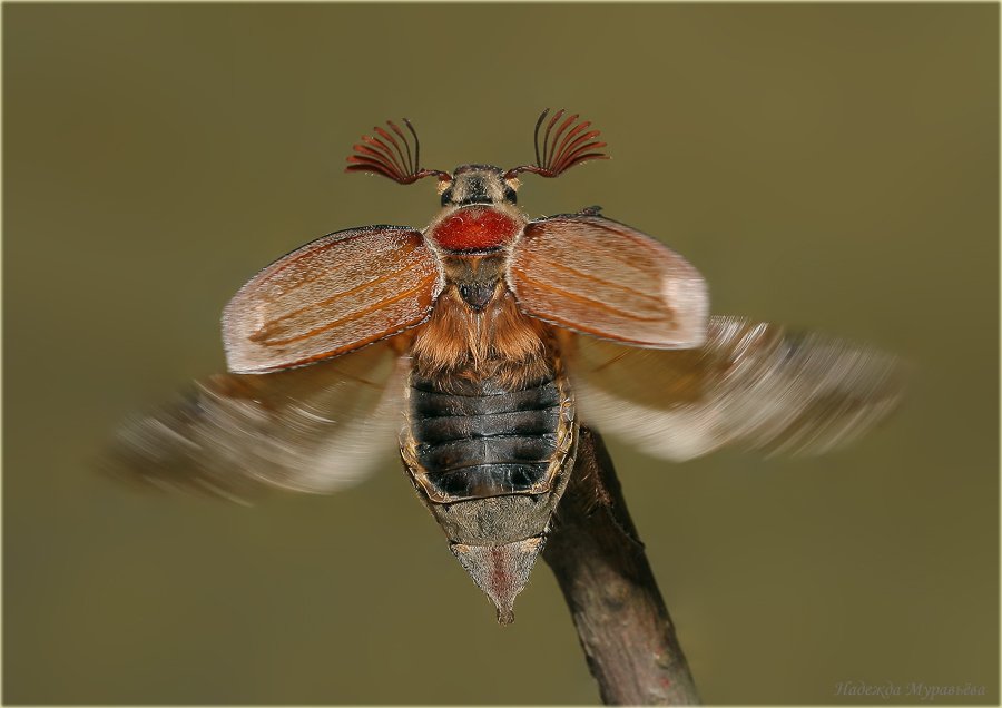 майский жук, хрущ, melolontha l., Надежда Муравьёва