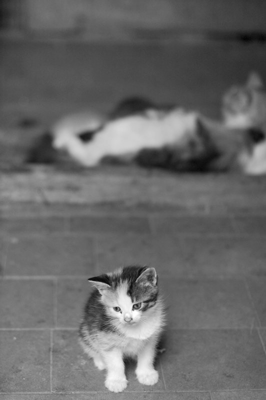 котенок,кошка,подъезд, Евгений Пугачев.
