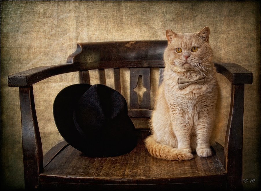 кот, шляпа, стул, портрет, кремовый, британский, El. G.