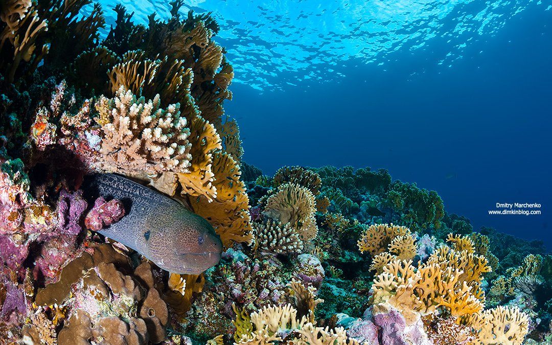 moray,мурена,underwater,fire coral, Дмитрий Марченко