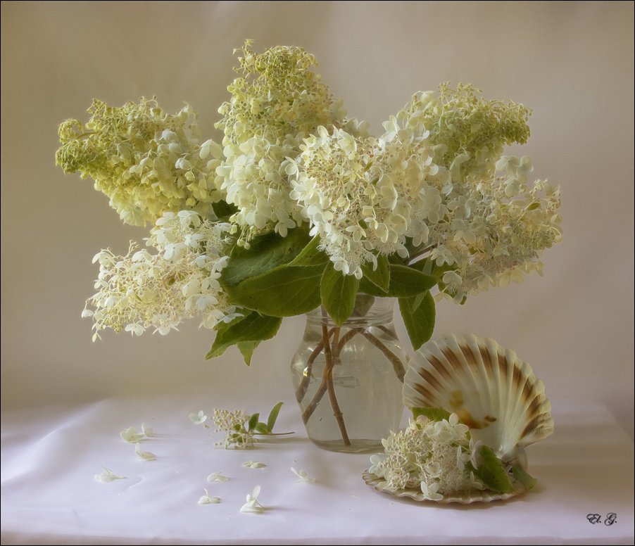 натюрморт, гортензия, ракушка, белая, лето, shell, white, hydrangea, still, life, summer, El. G.