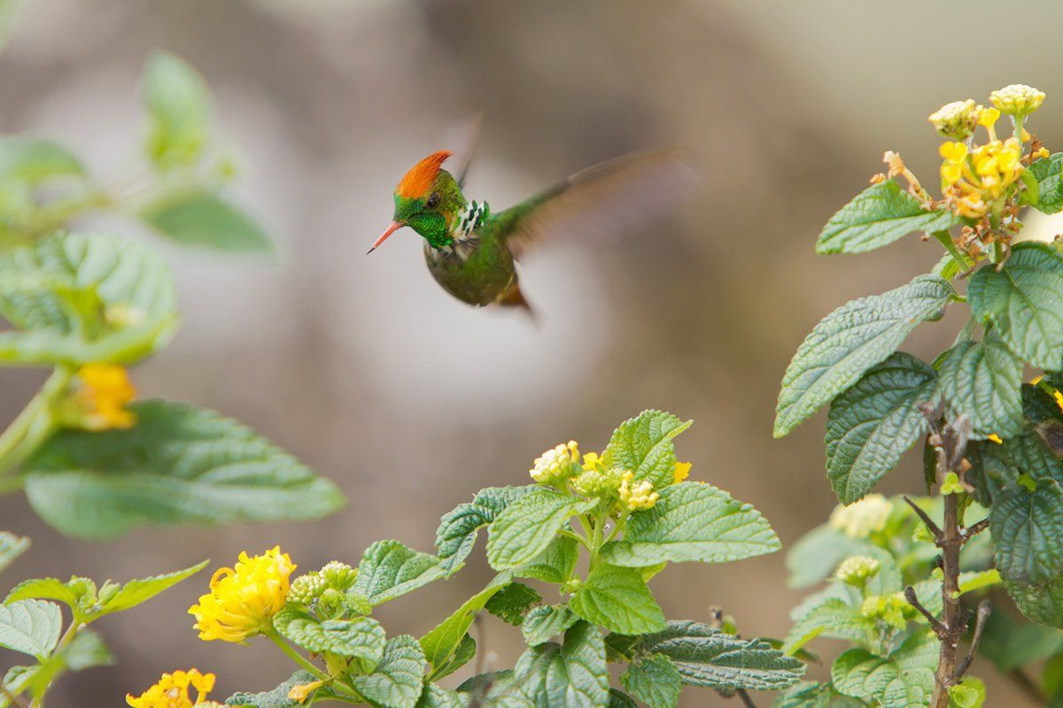 великолепный колибри-кокетка, птицы, бразилия, Елена Давыдова