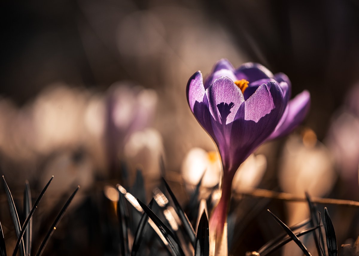 природа, макро, весна, цветы, крокус, Неля Рачкова