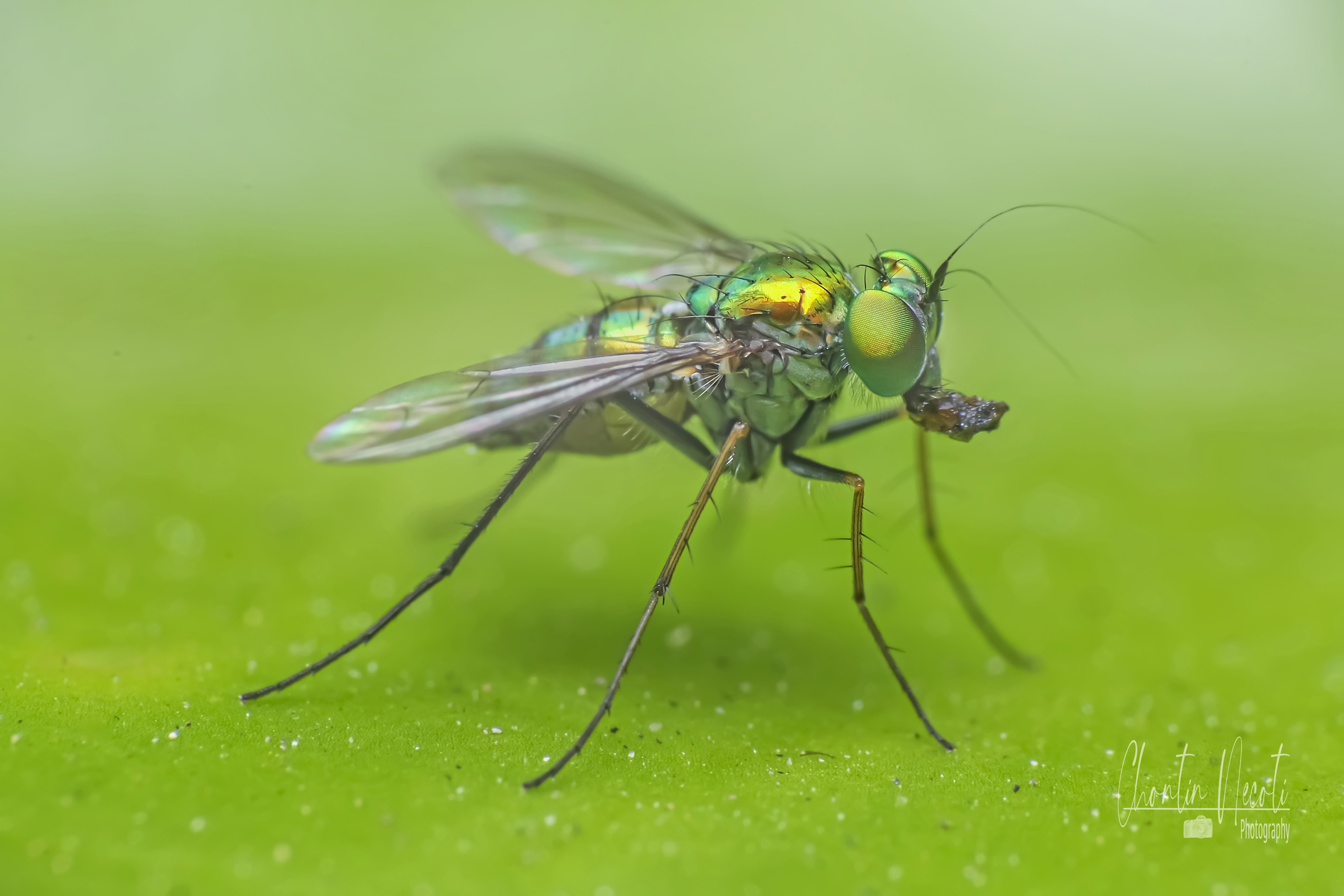 Fly, insect, macro, small, green, outdoor, nature, natural, beauty, beautiful, eyes, fast, close up, NeCoTi ChonTin