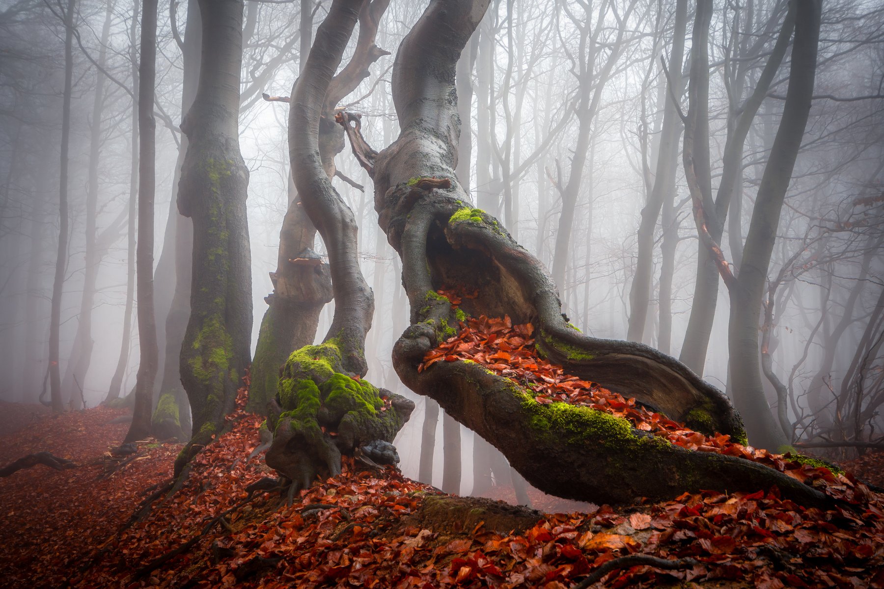 forest, fog, beech, tree, trees, mist, autumn, fall, leafs, woodland, landscape, nature, Luboš Prchal