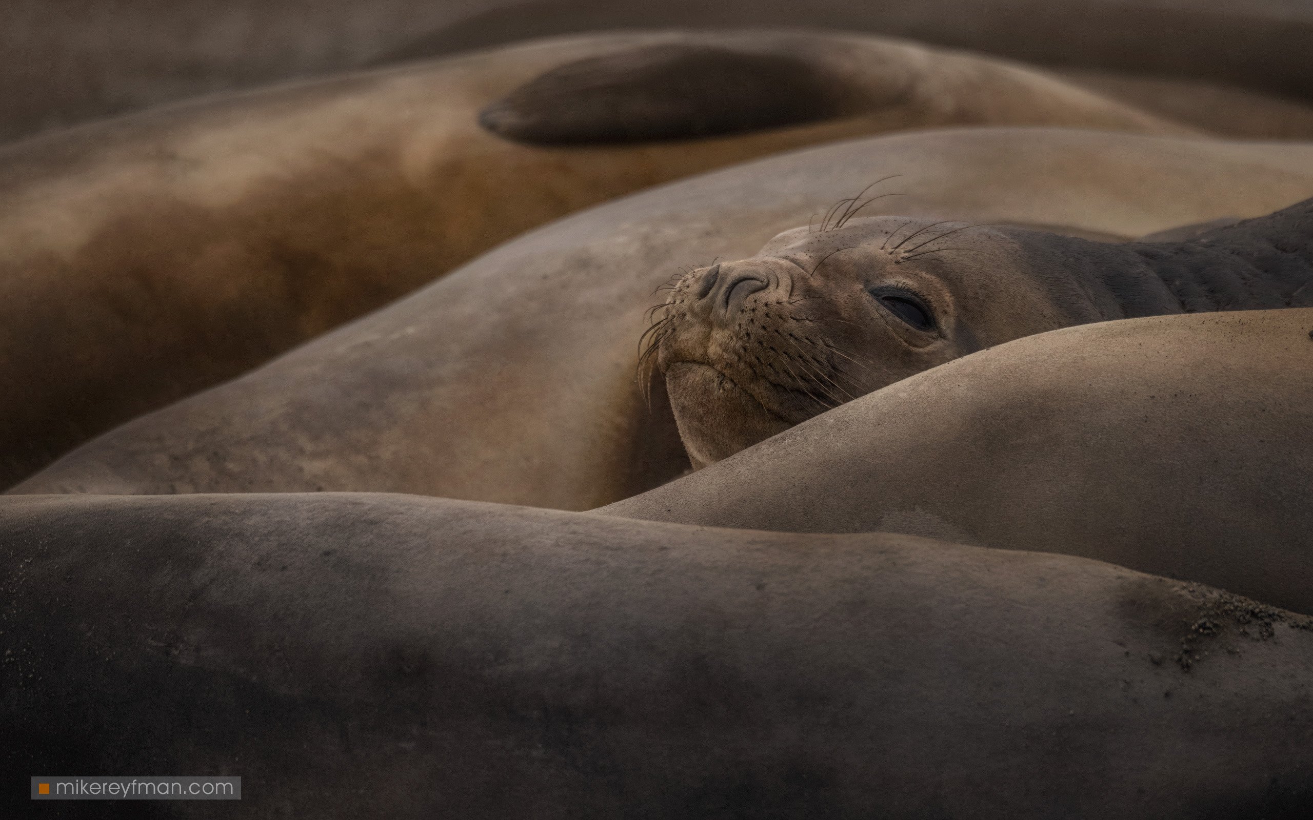 southern_elephant_seal, yankee_harbour, greenwich_island, shetland_islands, antarctica, animal_wildlife, animals_in_the_wild, antarctica, aquatic_mammal, beach, male_animal, nature, no_people, the_natural_world, Майк Рейфман