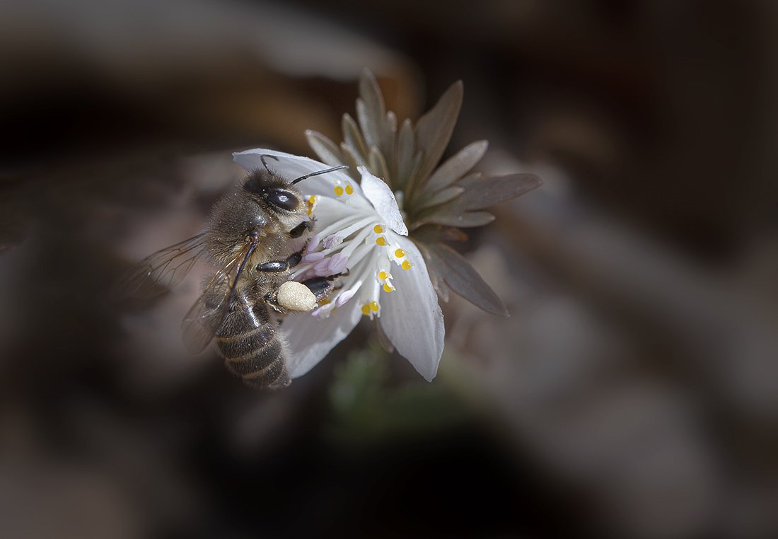 весенник звезчатый etanthis stellata пчела весна апрель владивосток остров русский, Евгений Слободской