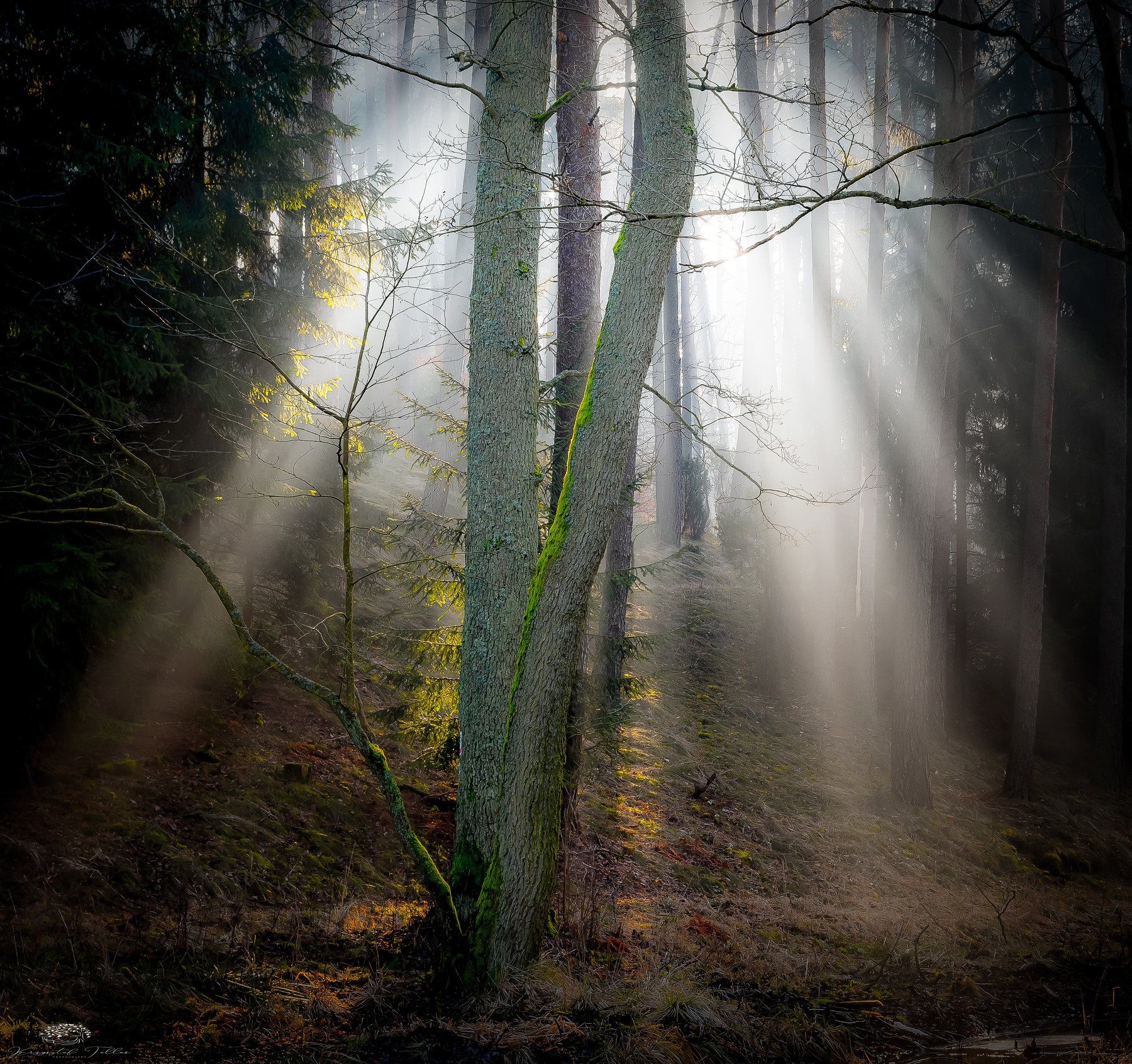 Forest, Trees, Nature, Mist, Light, Dawn, Nikon, Landscape, Sunlight, Rays, Atmosphere, Krzysztof Tollas