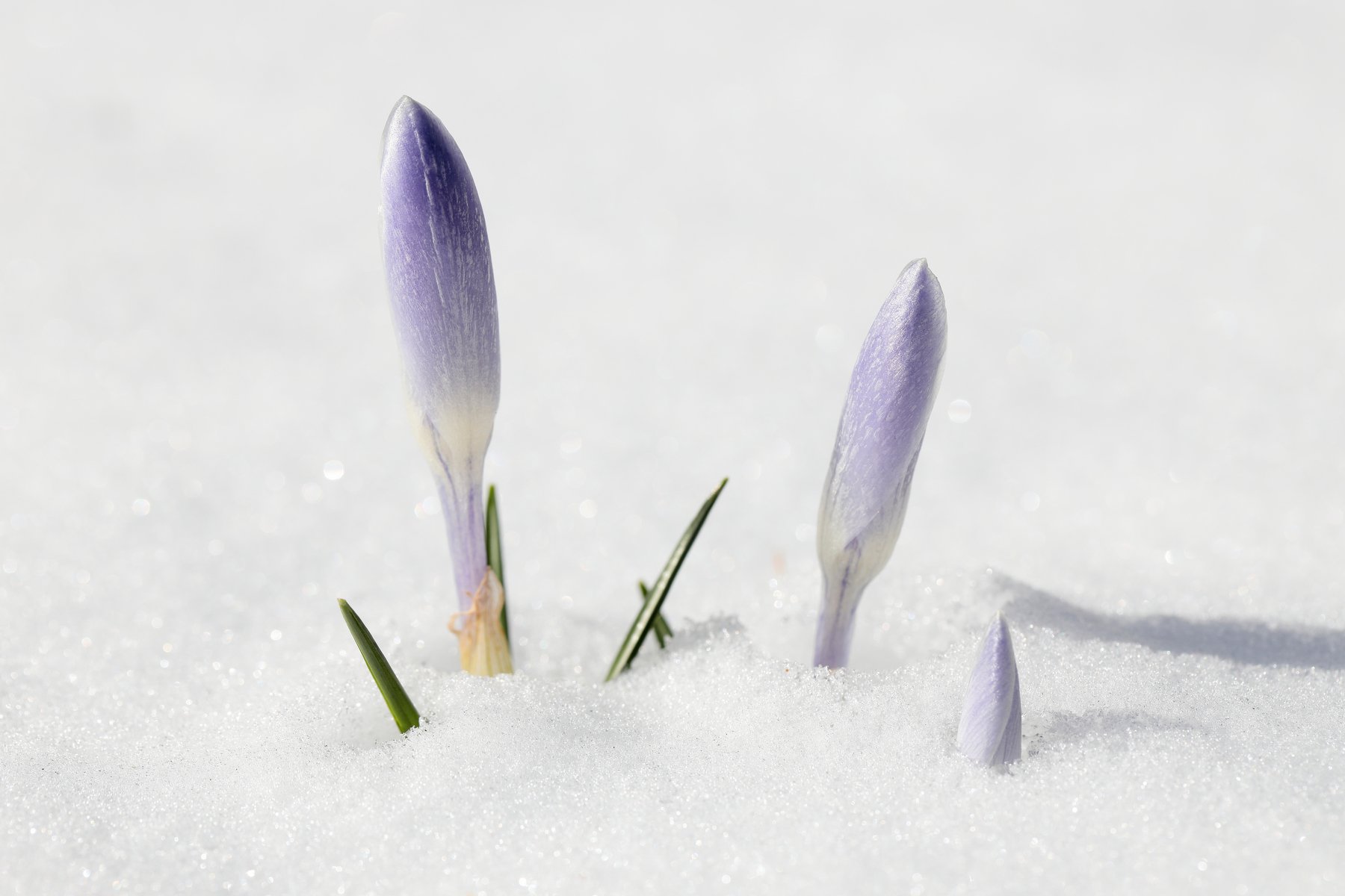 крокус, снег, весна, природа, цветы, Алексей Попов