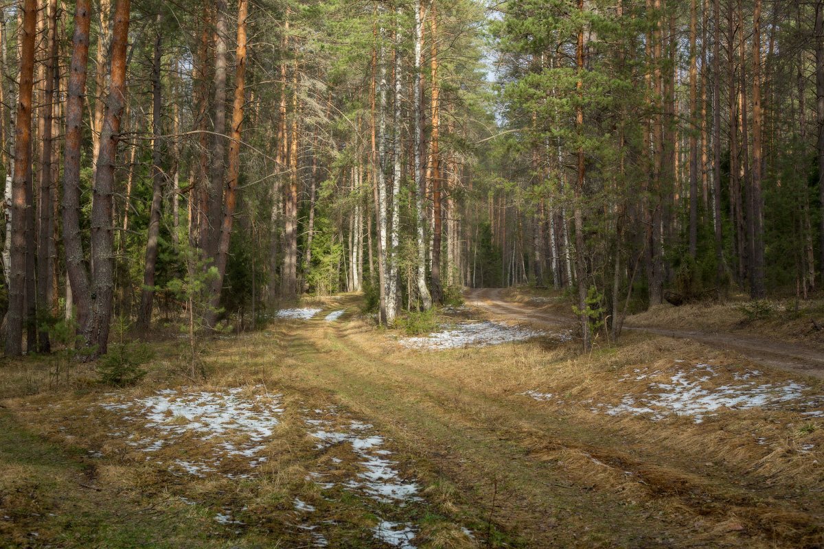 лес весна снег дорога, Дмитрий Алексеев