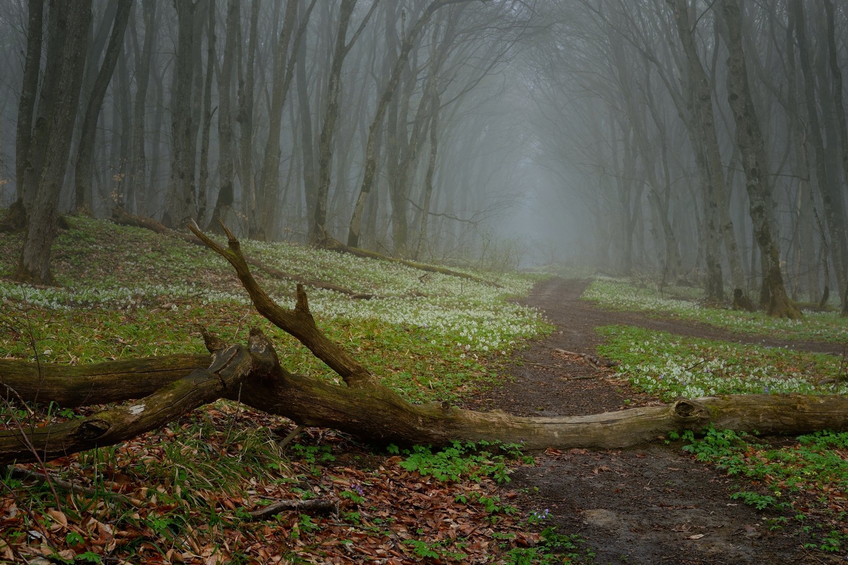 весна лес утро туман, Александр Жарников