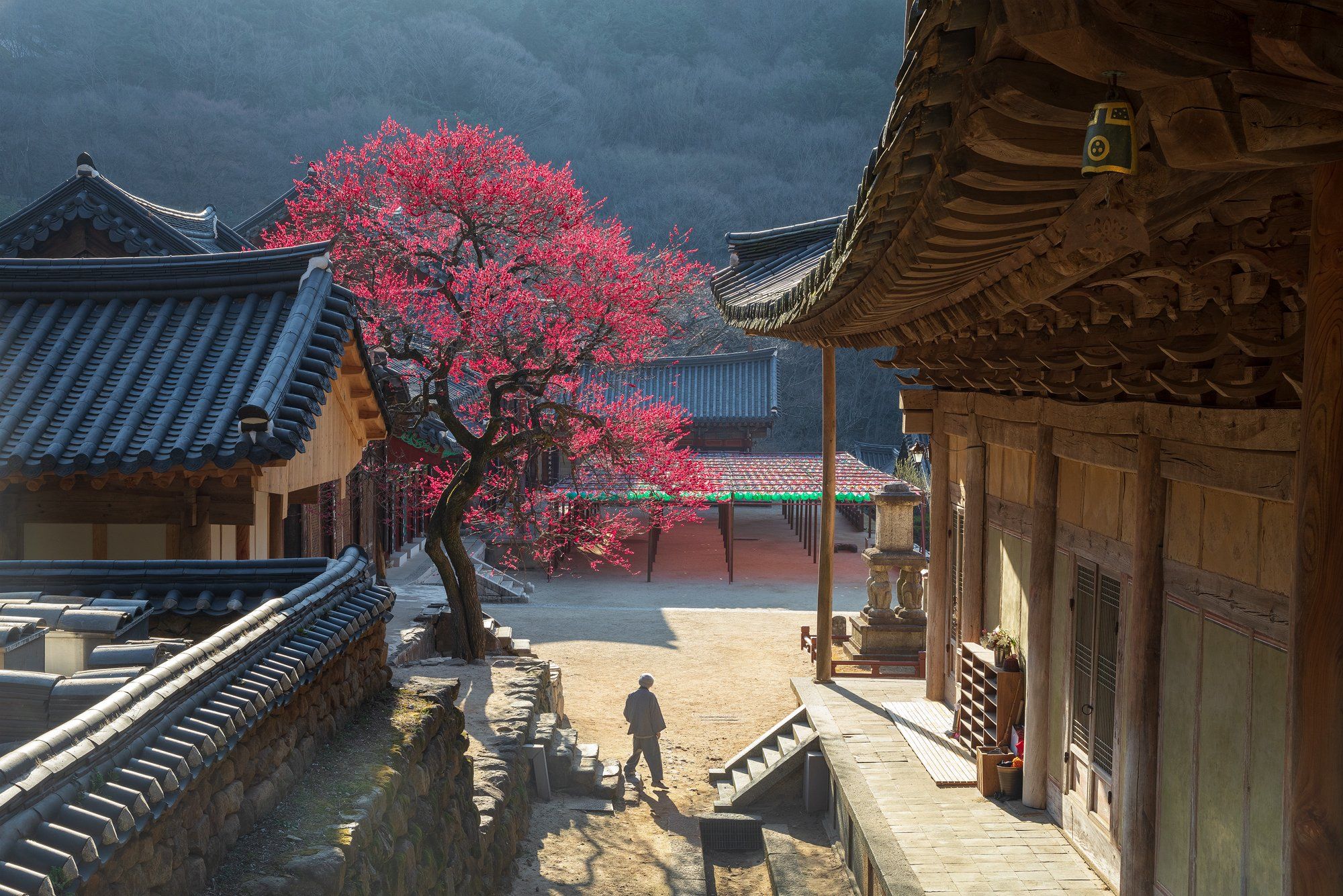 trees, spring, flowers,  light, temple, buddhism, korea, Jaeyoun Ryu