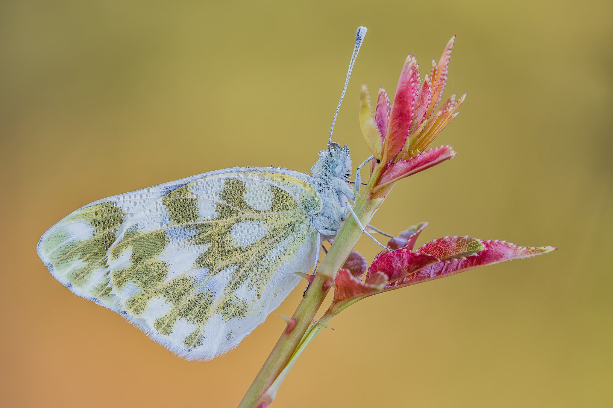 macro, Massimo Tamajo