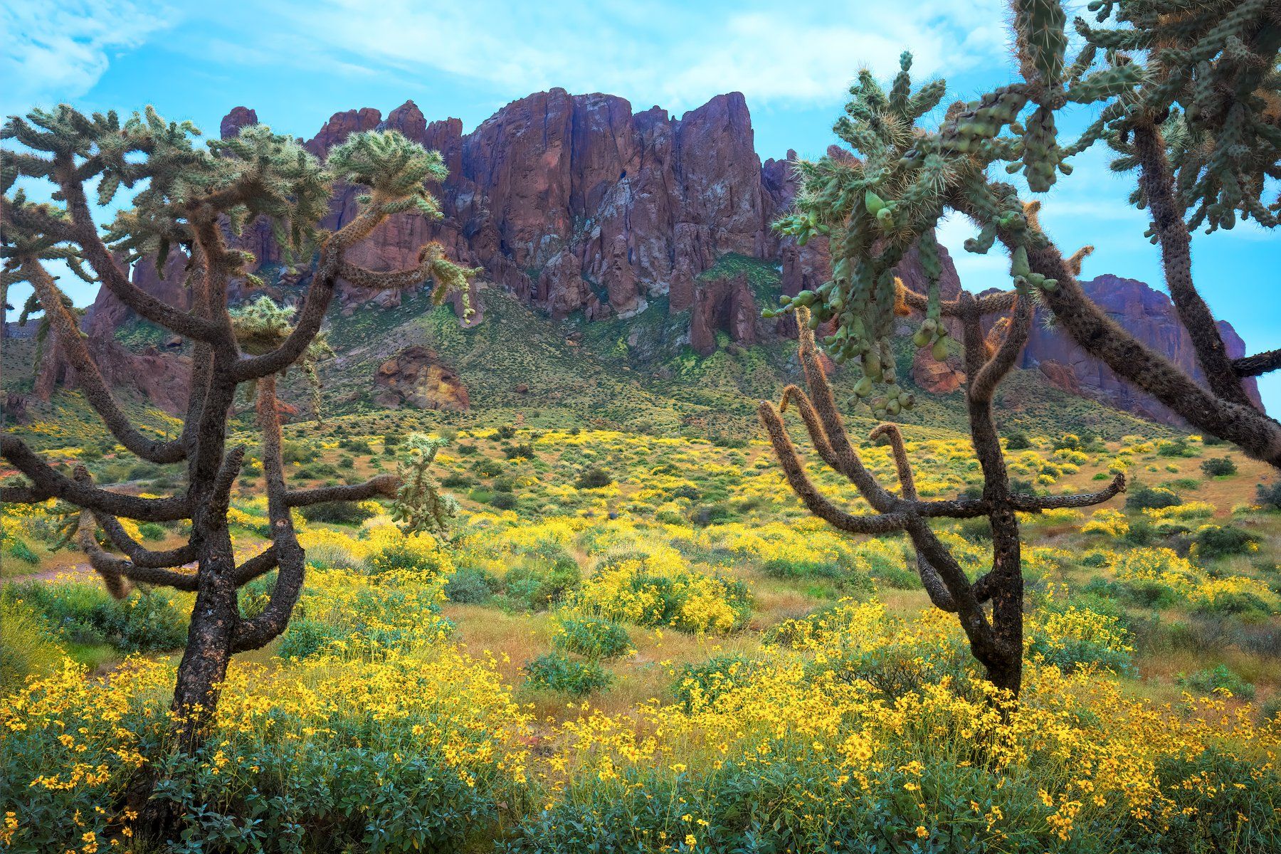 mountain, cholla, cactus, Brian Adamson