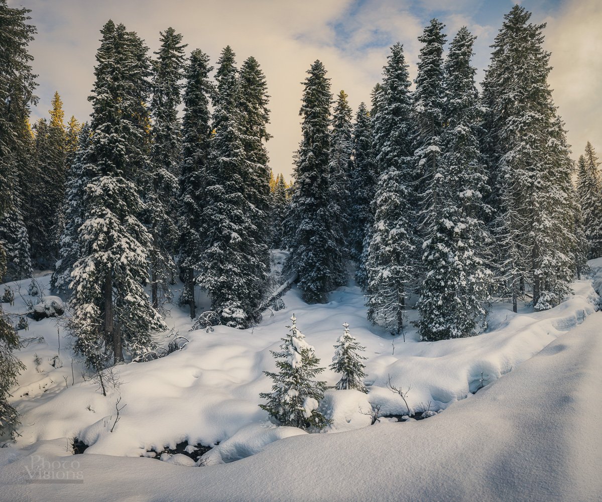 winter,forest,trees,tree,snow,boreal,norway,norwegian,sunset light,, Adrian Szatewicz