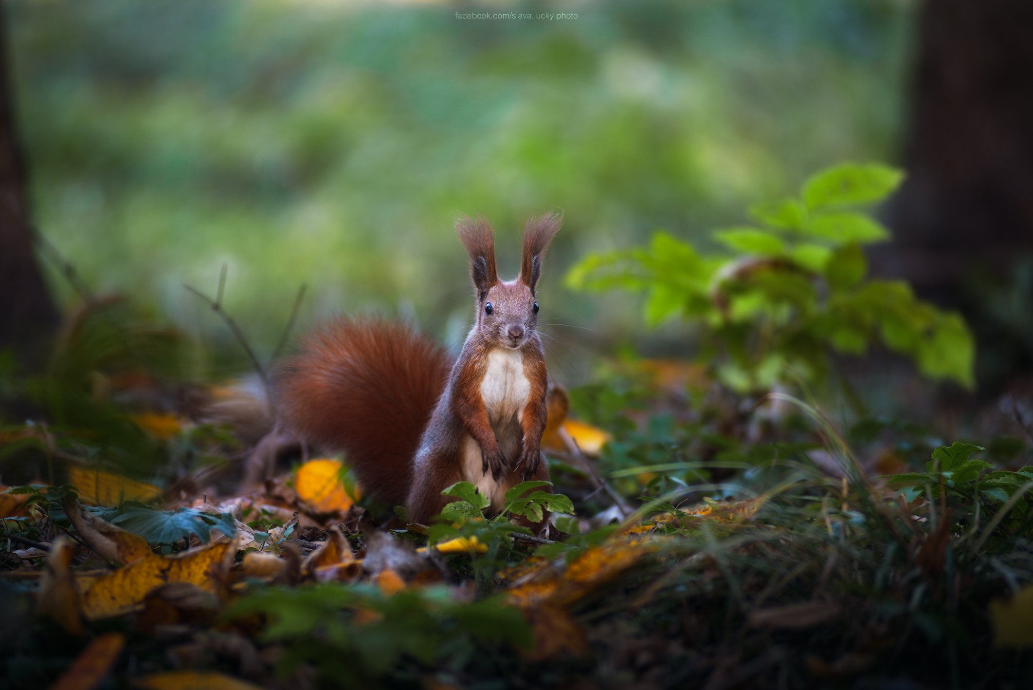 squirrel, nature, autumn, leaves, белка, природа, осень, Slava Lucky