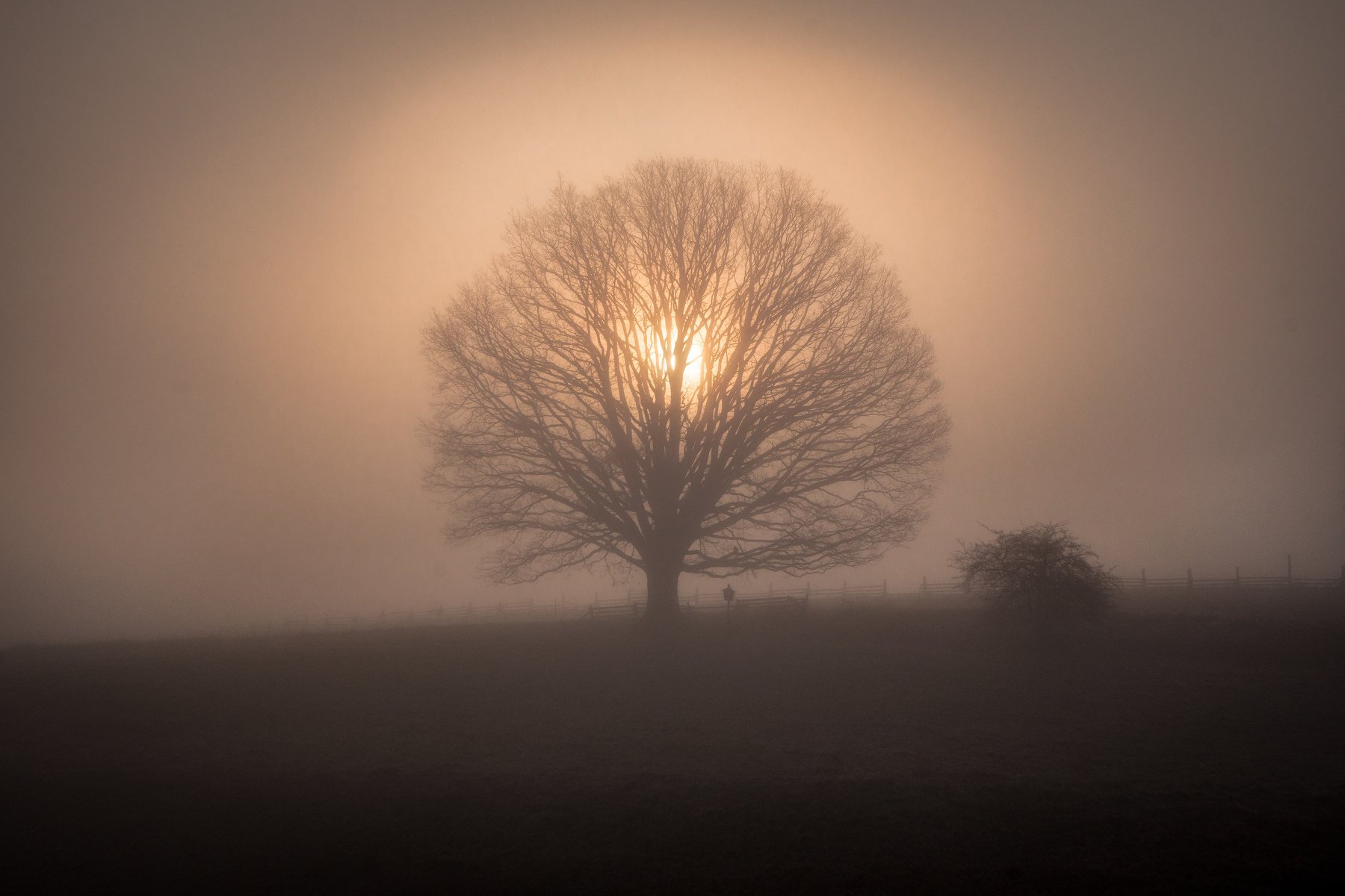 tree, sun, fog, mist, sunrise, light, nature, landscape, Luboš Prchal