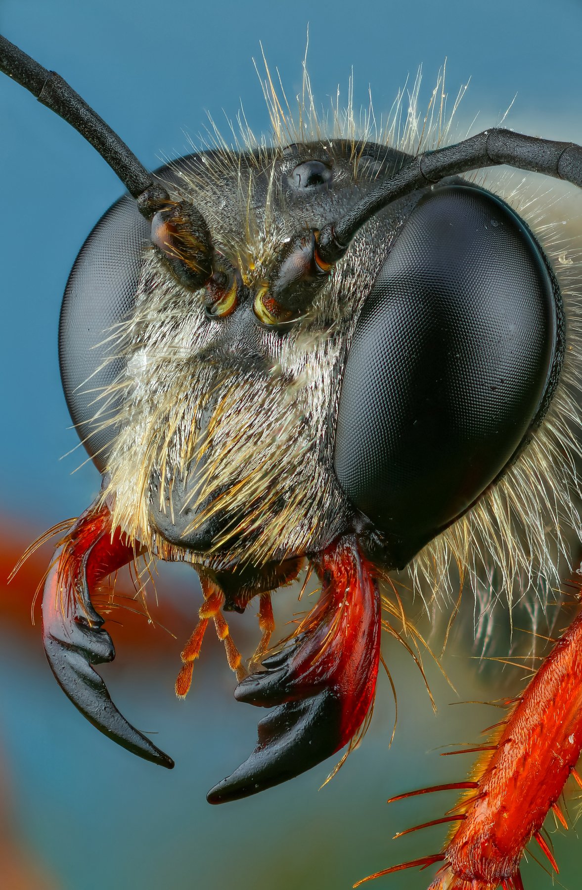 Волосатая. Photographer Andrey Shapovalov