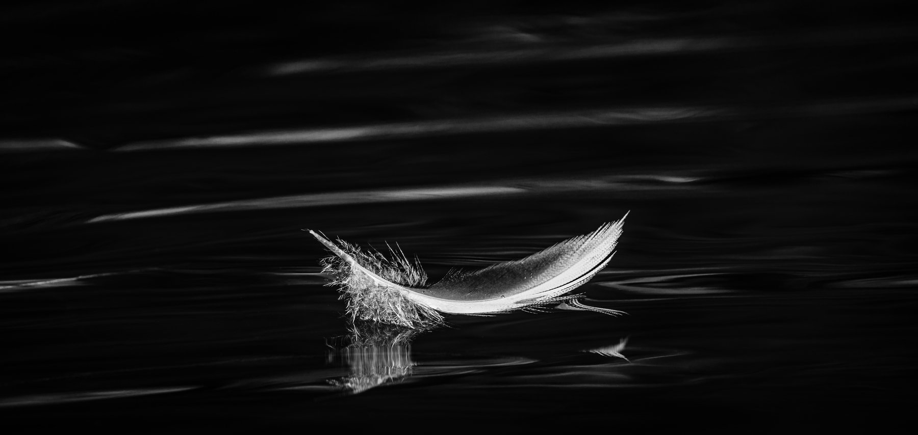 feather,black,white,reflection,decore,water,, Eriks Zilbalodis