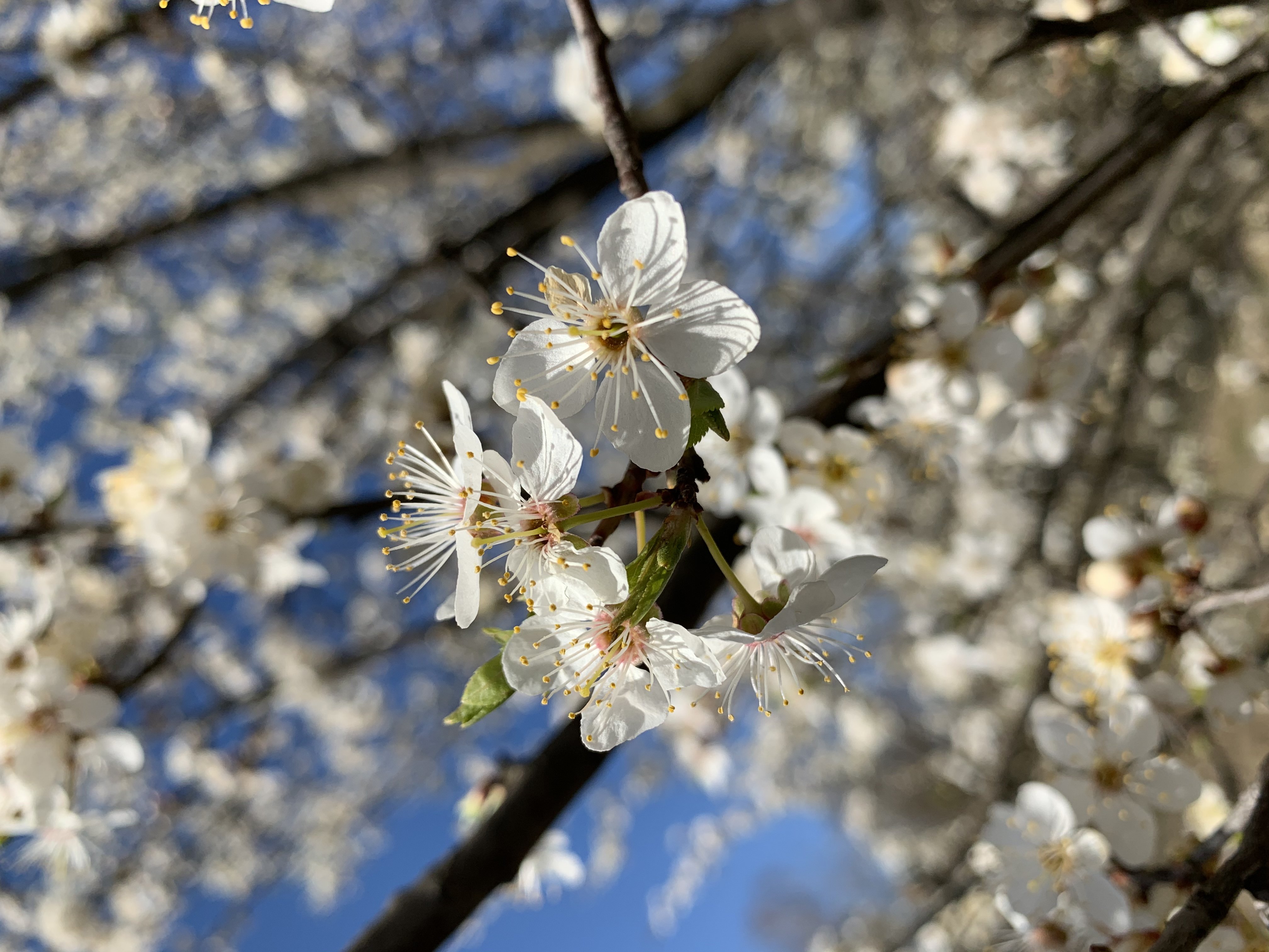 апрель, весна, природа, цветение, Татьяна