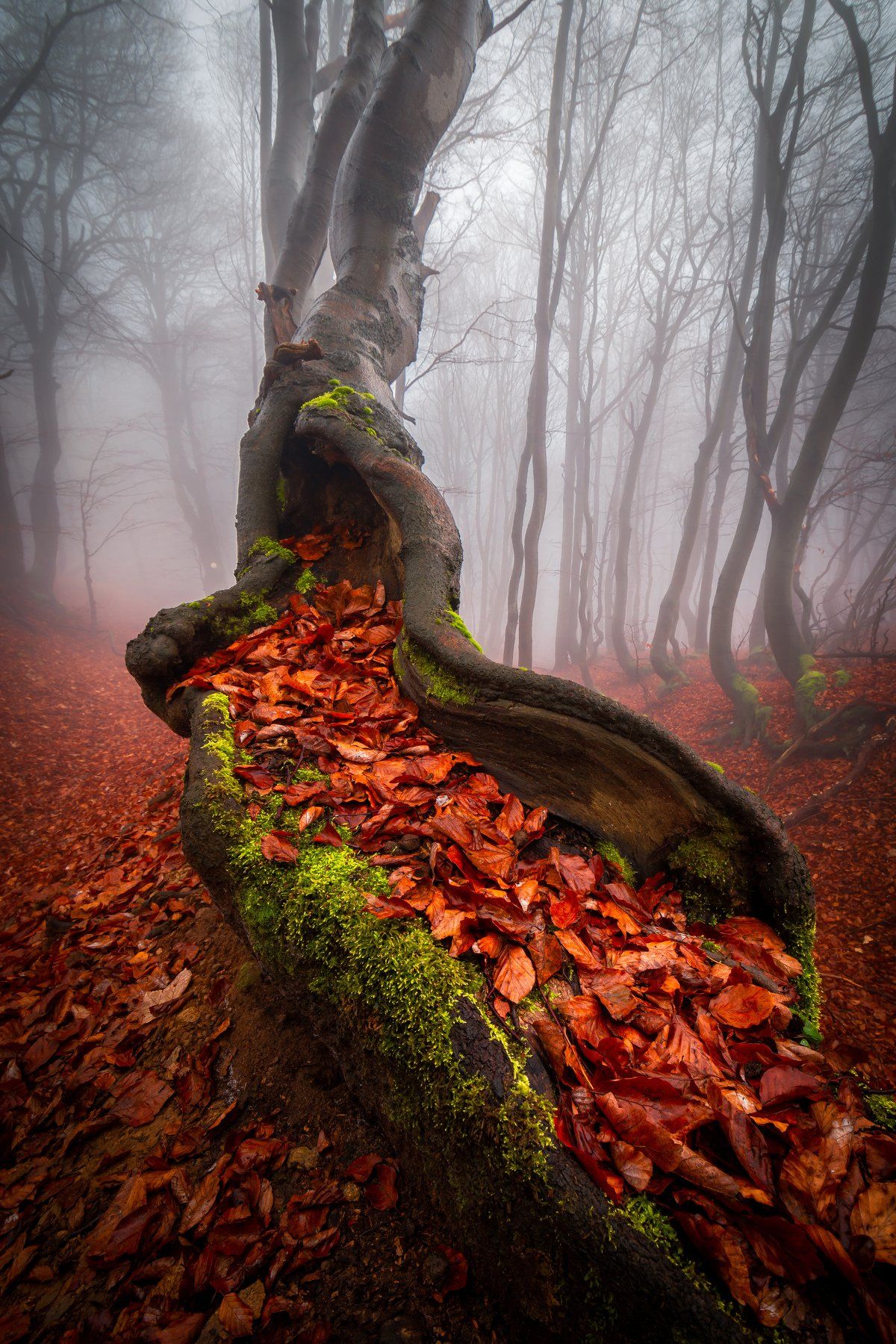 tree, fog, autumn, fall, leafs, trees, forest, wodland, nature, landscape, Luboš Prchal