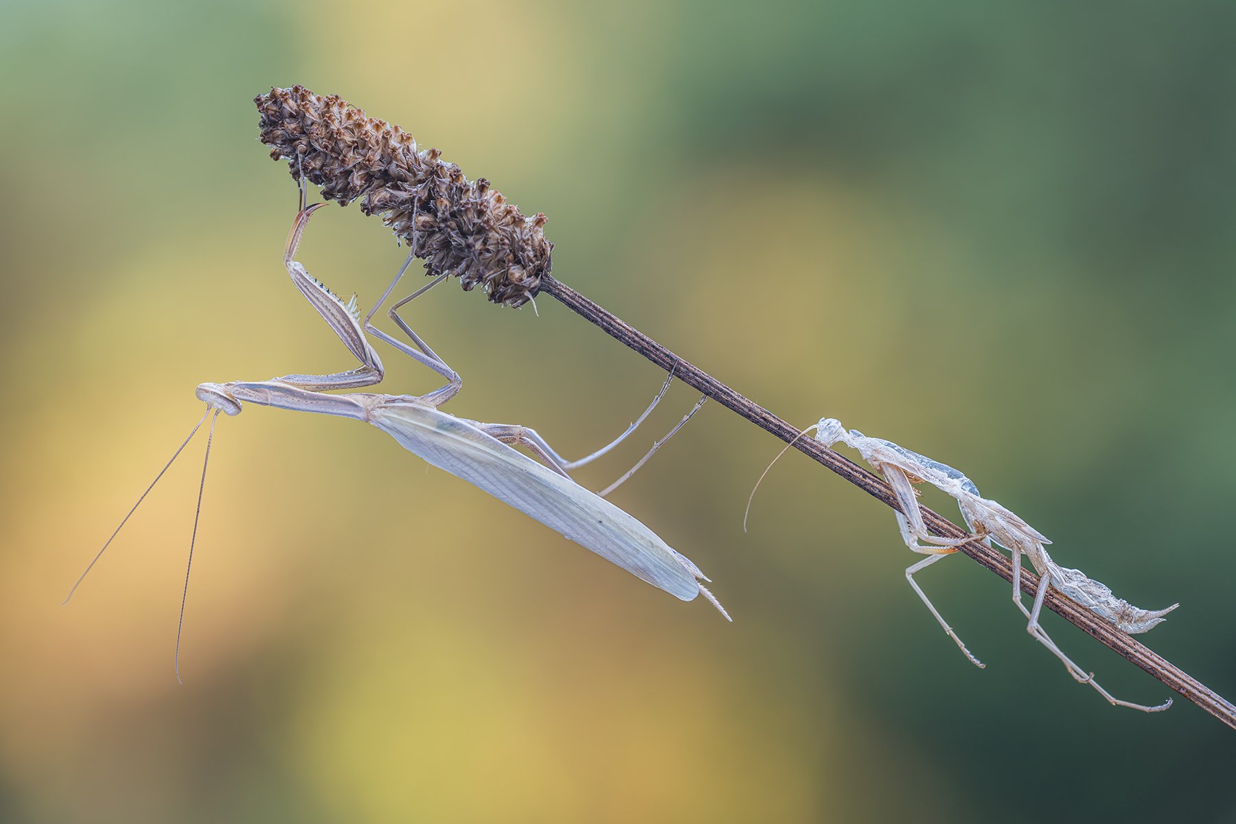 macro, Massimo Tamajo