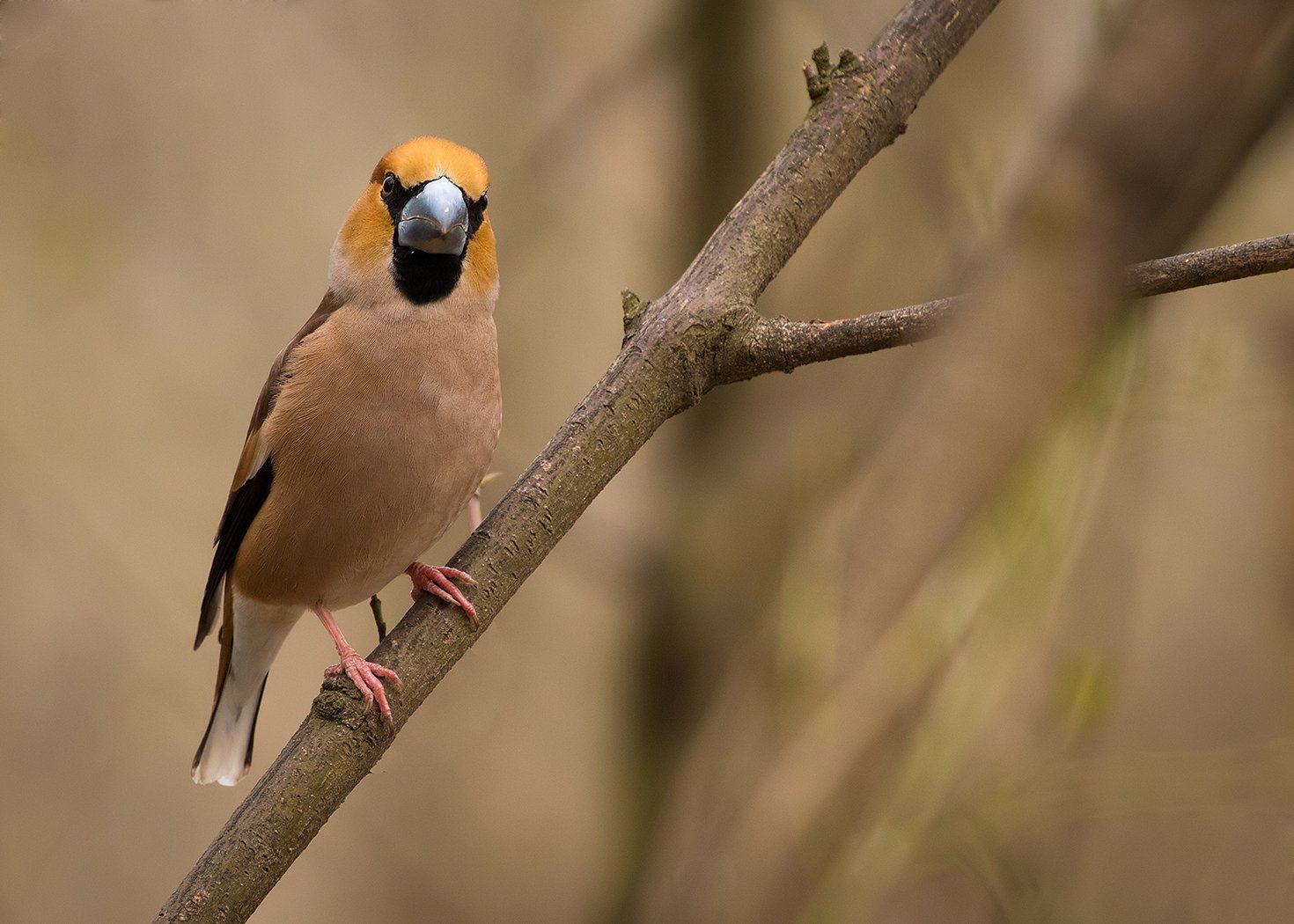 , Robert Adamec