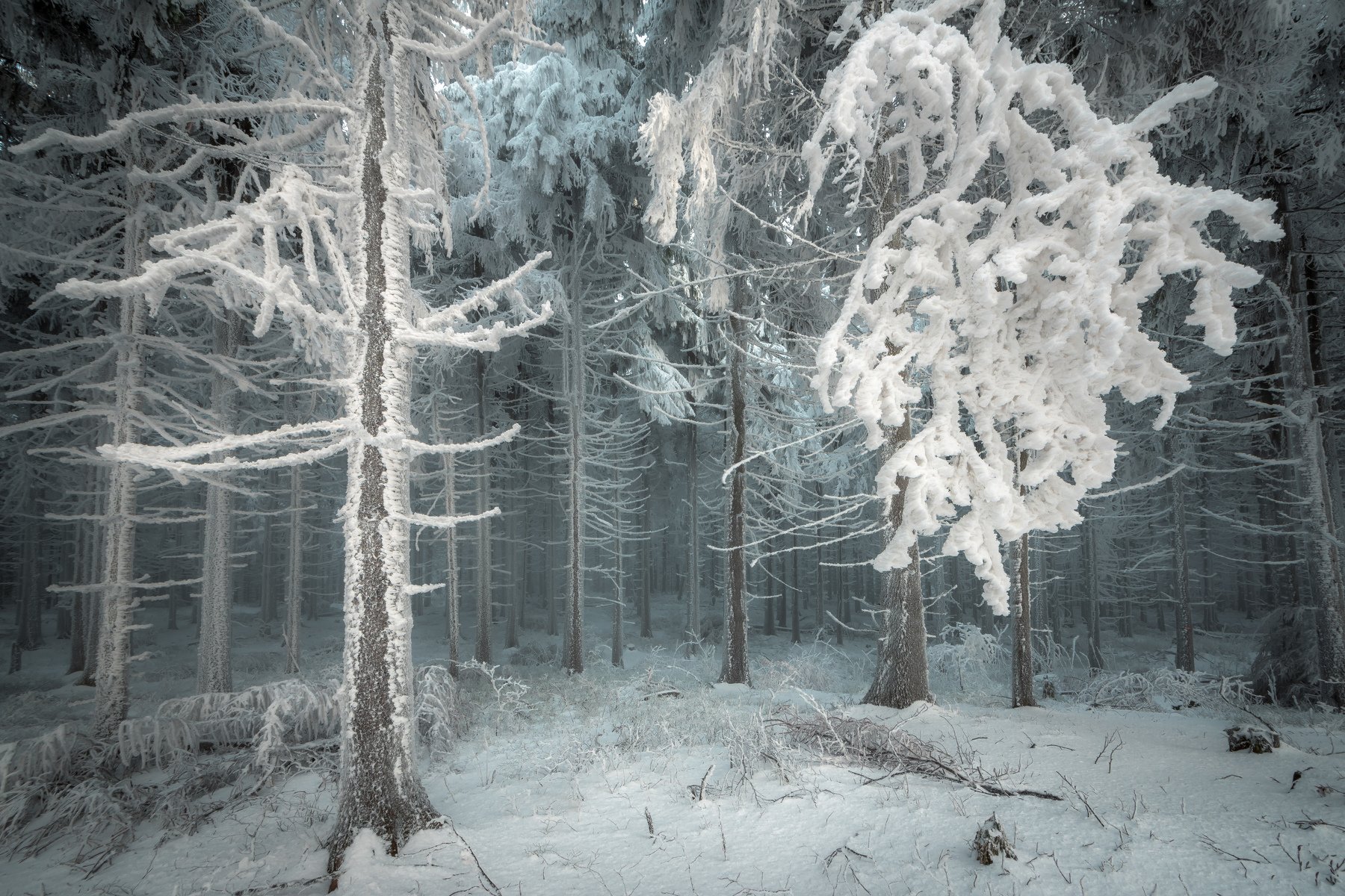 forest, trees, tree, ice, snow, cold, fog, mist, winter, nature, landscape, Luboš Prchal
