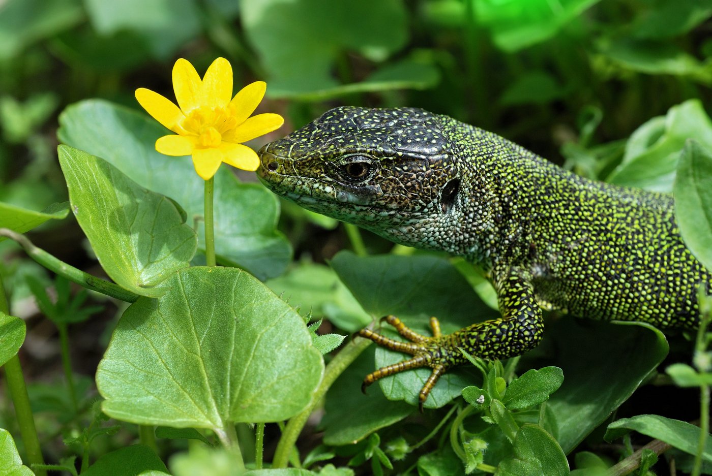 ящерица,макро,весна,животные,природа,lizard,цветы,позирует,nikon,зелень,взгляд,, Сергей Богачёв