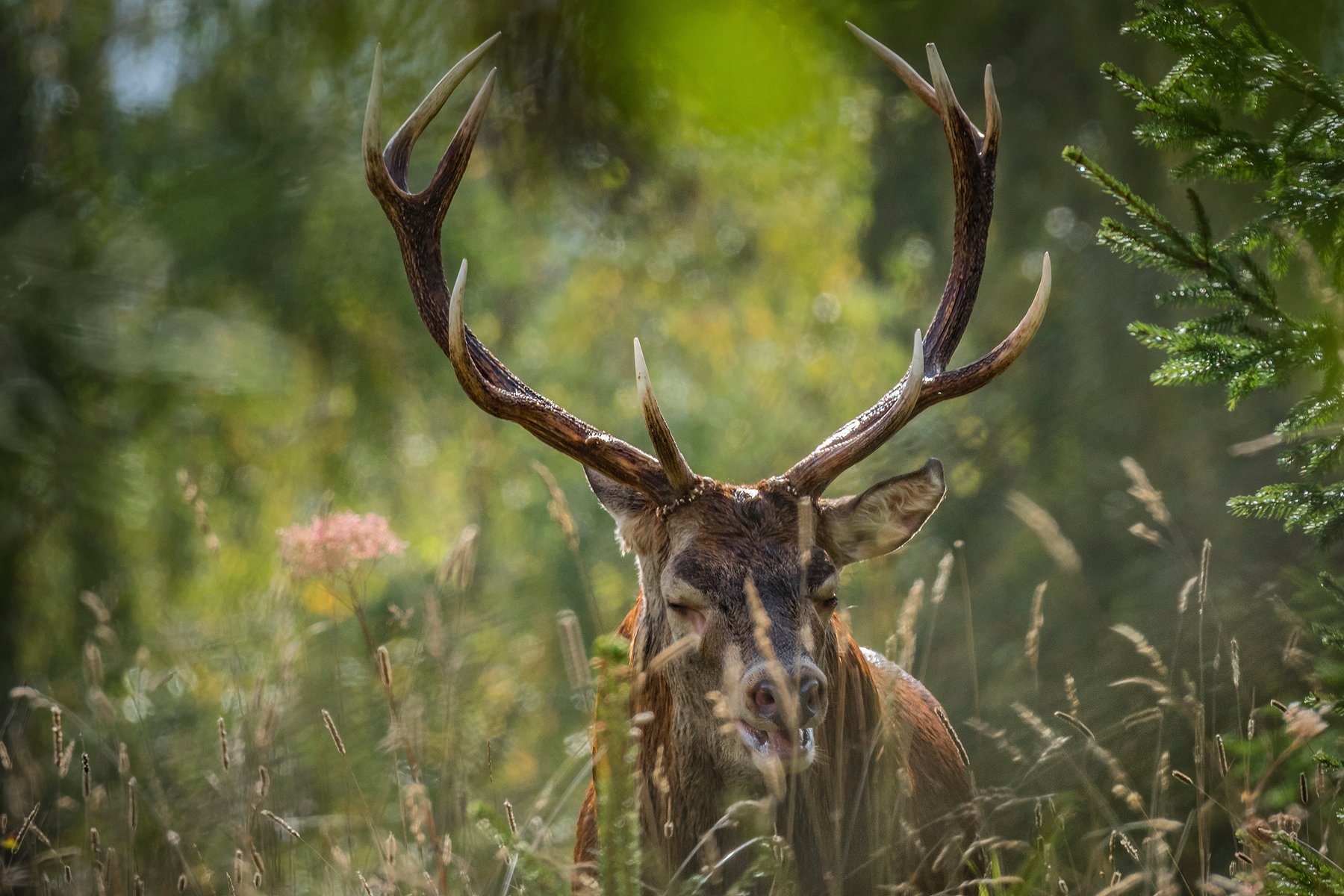 real wildlife, wildlife, nature, forest, wildlife photographer, red deer, animal photography, благородный олень, дикая природа,, Aleksey Sharypin