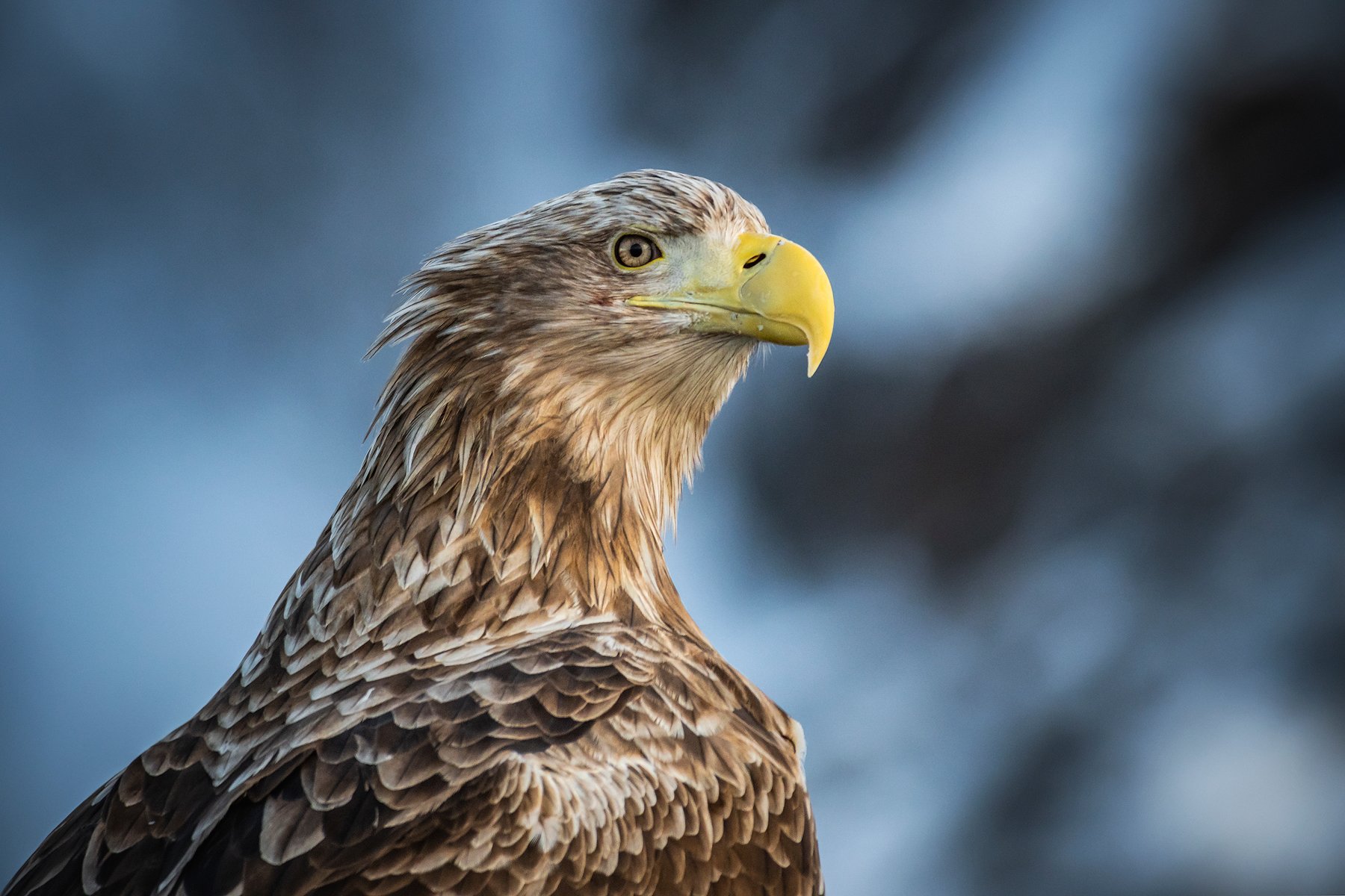 real wildlife, wildlife, nature, wildlife photographer, eagle, bird photography, орлан-белохвост, haliaeetus albicilla, bird, sa_travelmedia,, Aleksey Sharypin