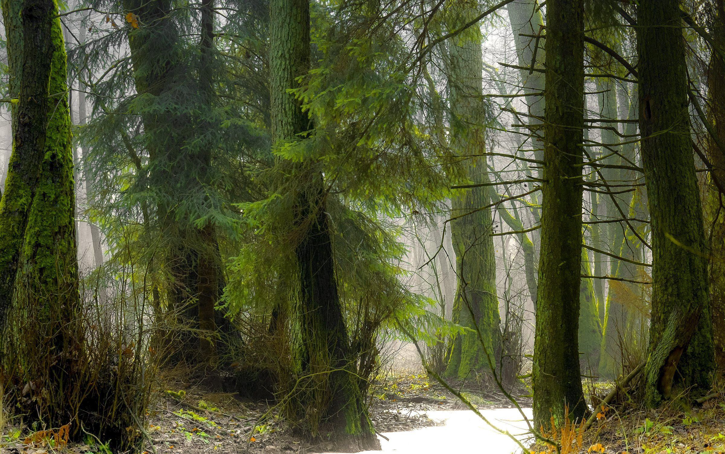 trees,fog,light,winter,morning,moss,forest,nature,landscape, nikon, atmosphere, Krzysztof Tollas