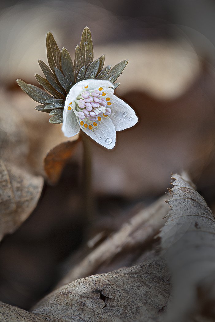 весенник звезчатый etanthis stellata  весна апрель владивосток остров русский, Евгений Слободской