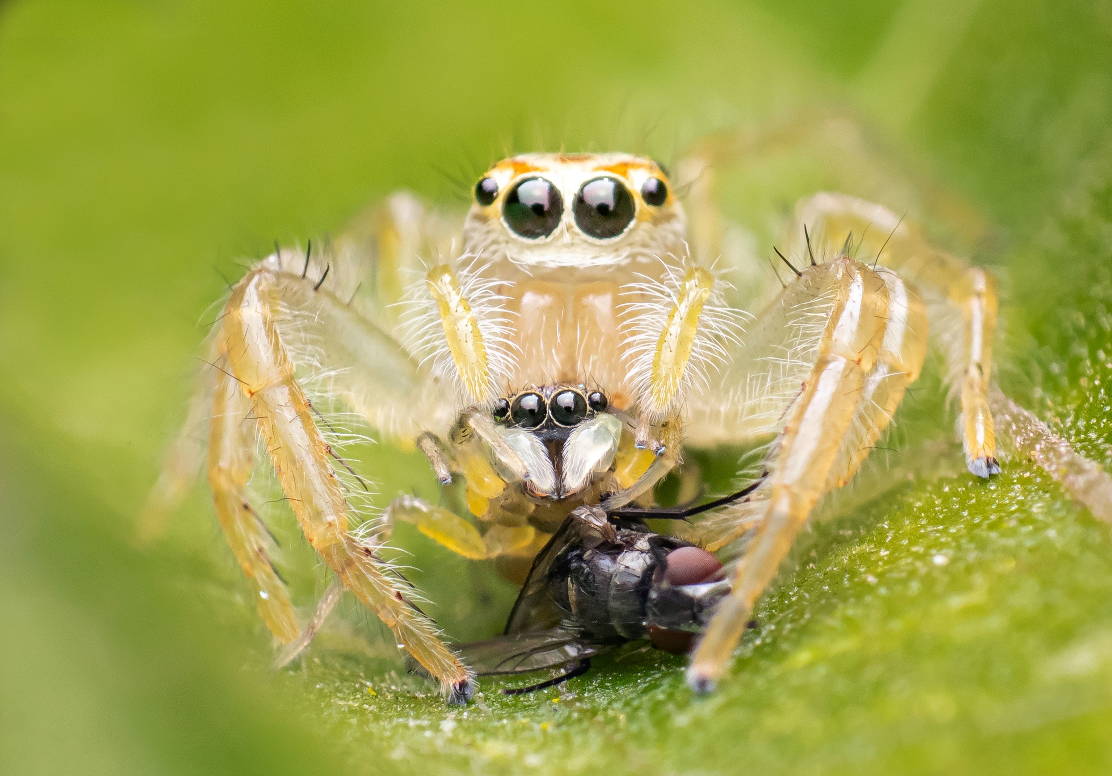 macro wildlife closeup insects spiders, Shuvam Sadhukhan
