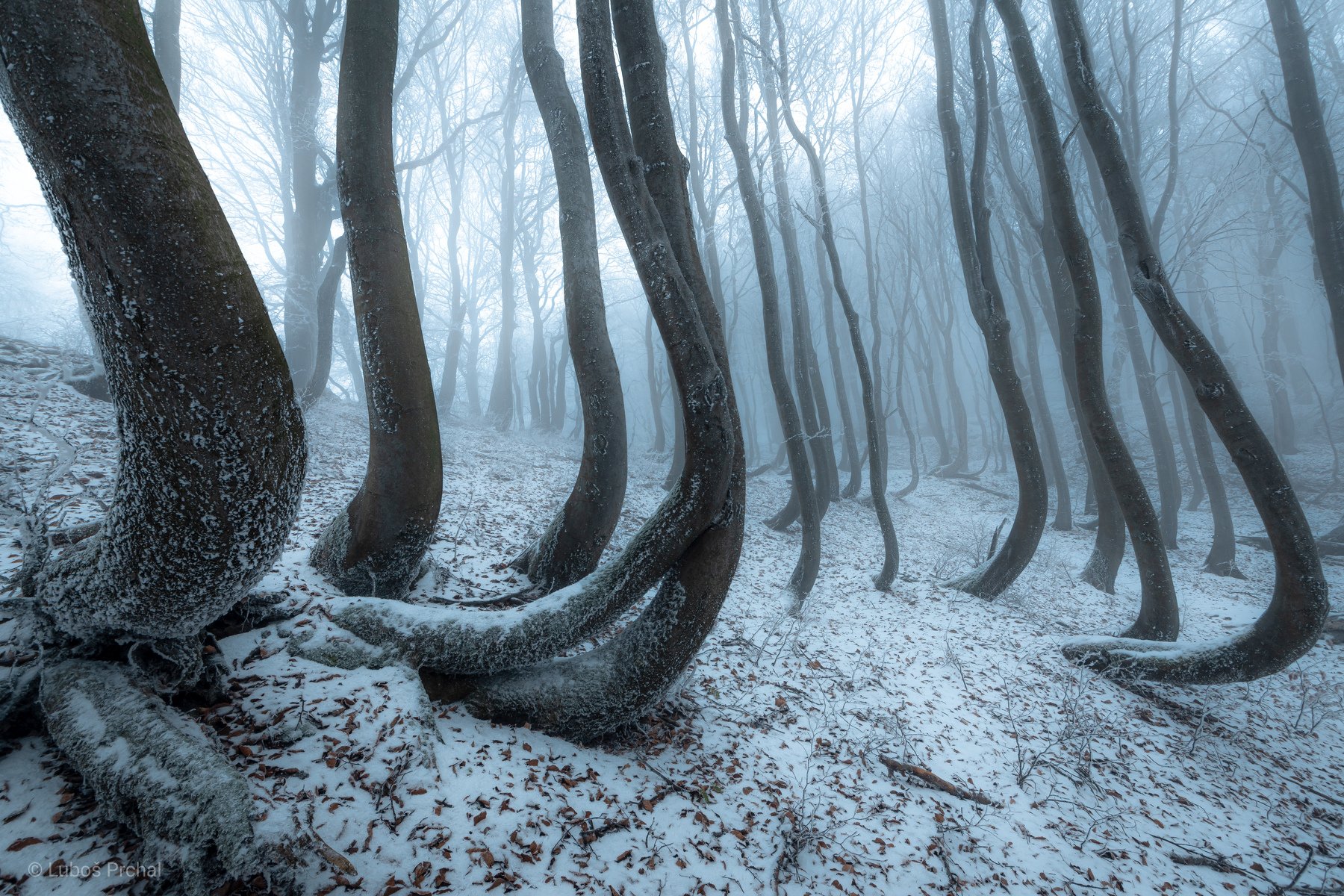 forest, trees, winter, ice, snow, clod, fog, mist, nature, landscape, Luboš Prchal