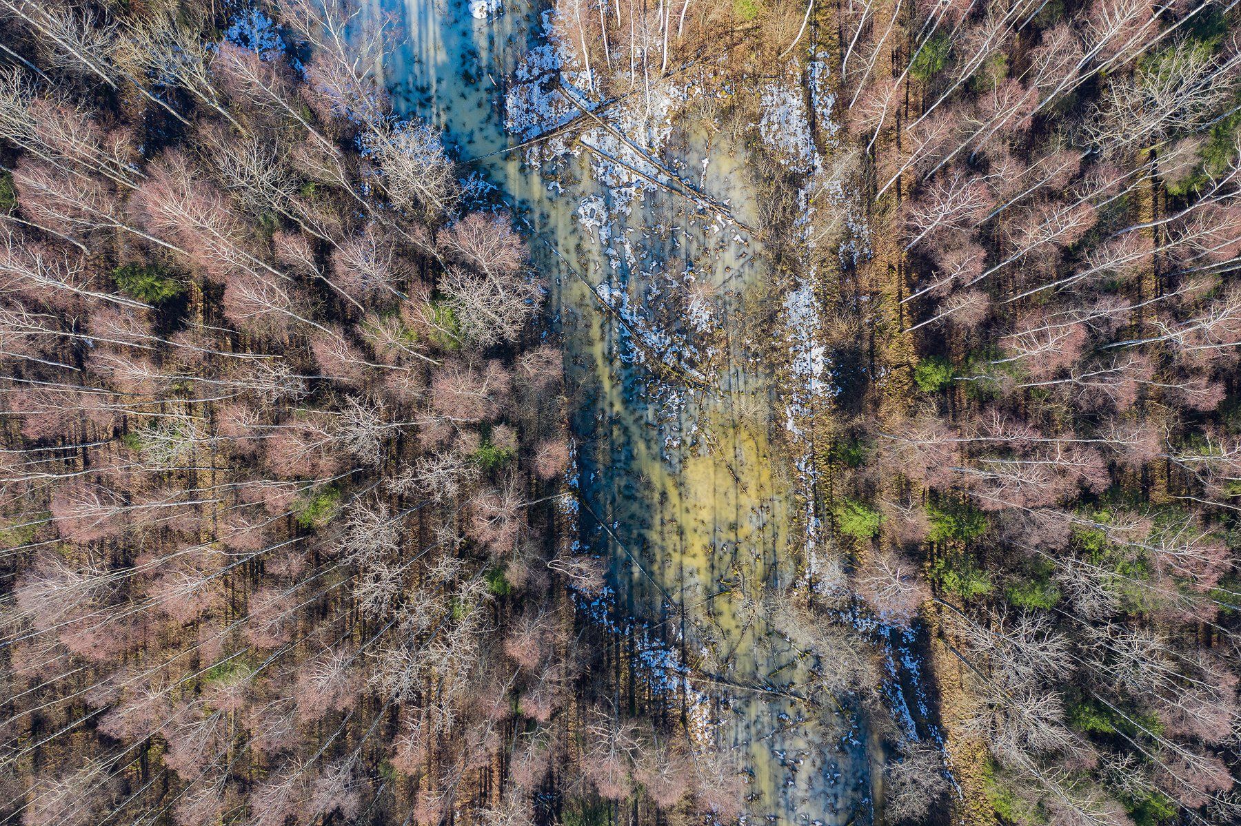 real wildlife, wildlife, nature, forest, wildlife photographer, air photo, sa_travelmedia, aleksejs_saripins, abstract, spring,, Aleksey Sharypin