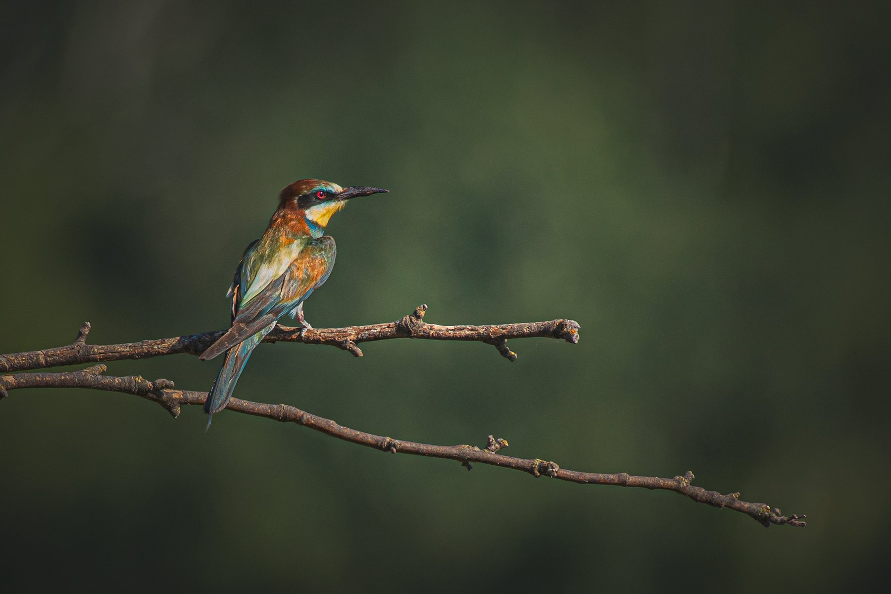 real wildlife, wildlife, nature, wildlife photographer, bird photography, золотистая щурка, european bee-eater, merops apiaster, bird, sa_travelmedia,, Aleksey Sharypin