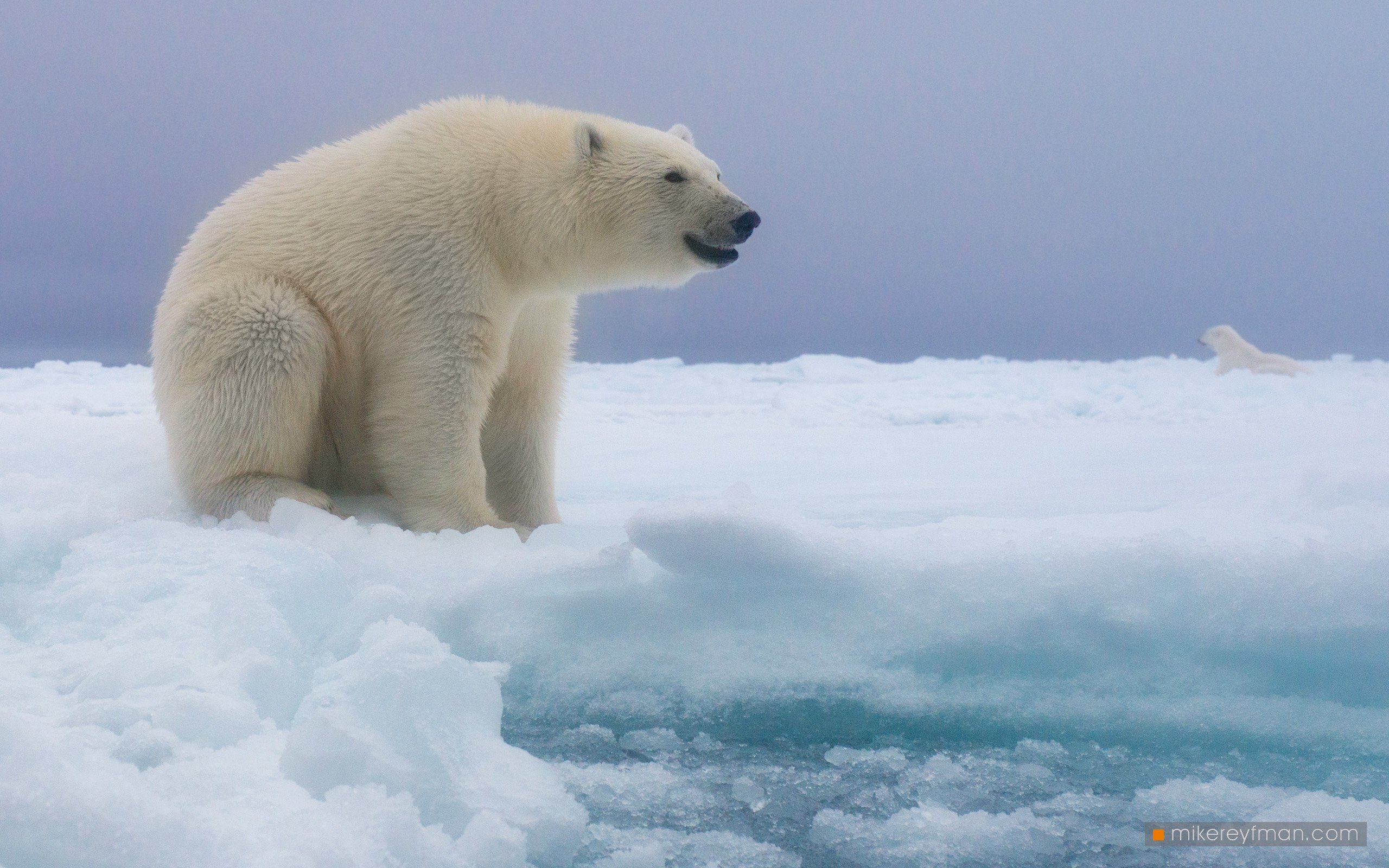 polar bear, mammal, ice, aquatic, animal, wildlife, nature, svalbard, cold temperature, snow, outdoors, no people, svalbard, expedition, arctic, north, wild, Майк Рейфман