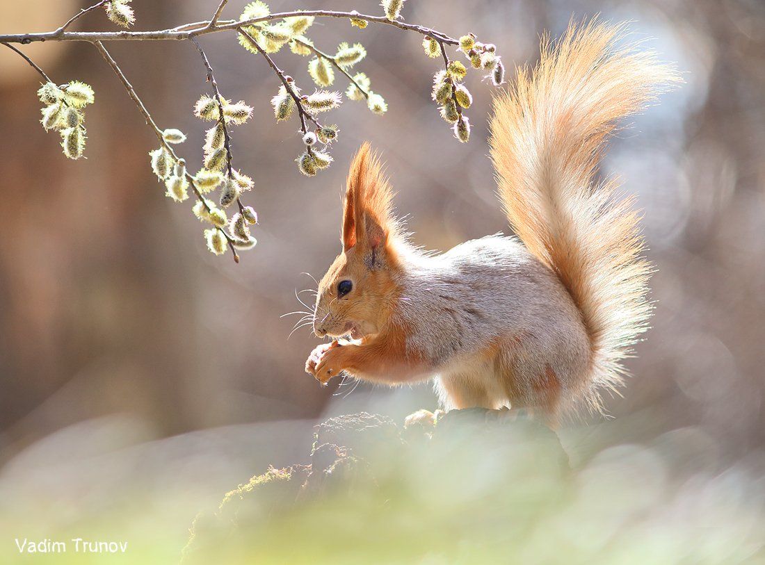 белка, верба,весна, squirrel, Вадим Трунов