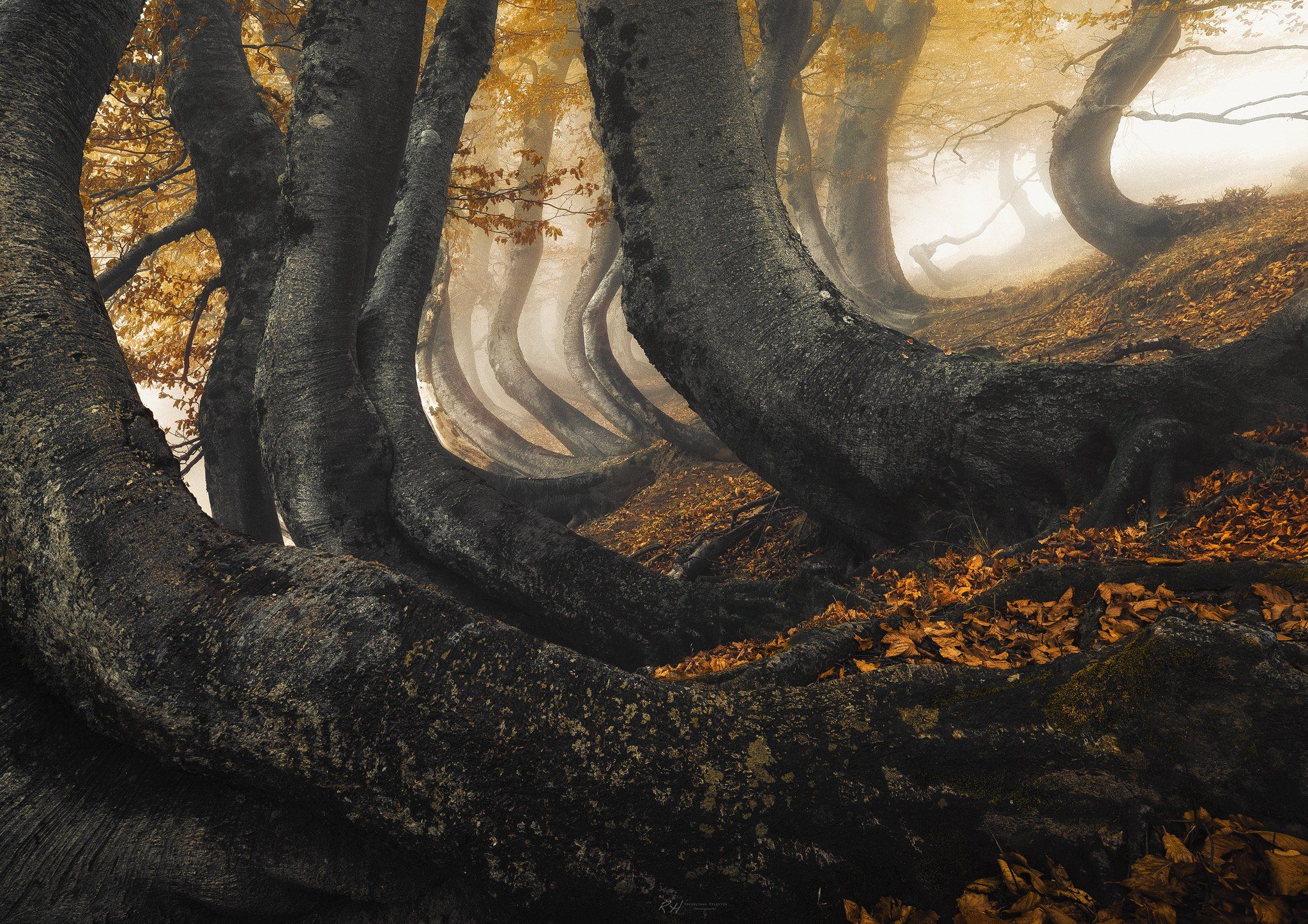 #landscape #fineartphotography #autumn #trees #forest, Roksolyana Hilevych