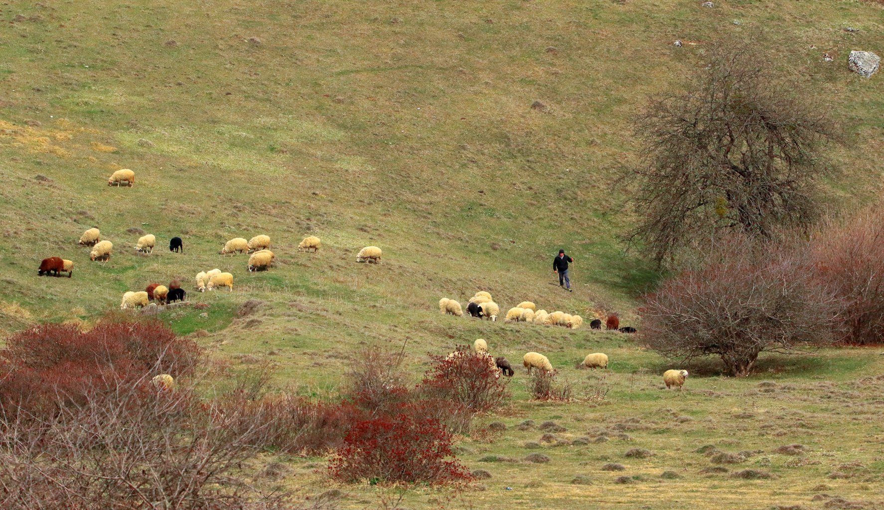 овцы,пастух,горы,вершины,пейзаж,деревья,дагестан,природа, Marat Magov