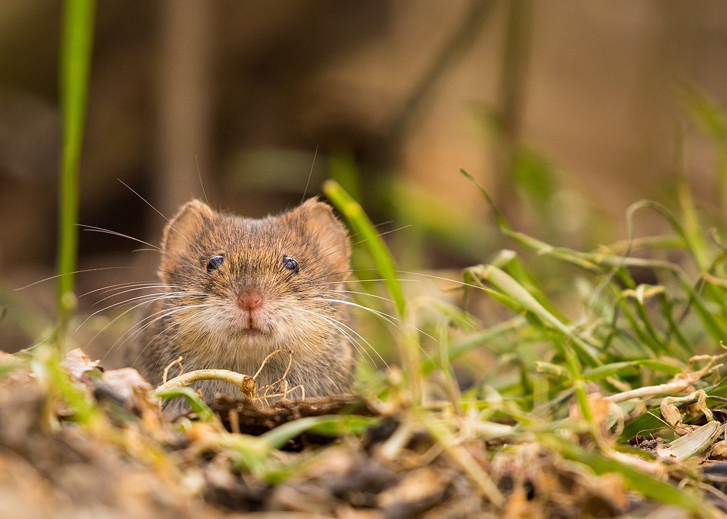 , Robert Adamec