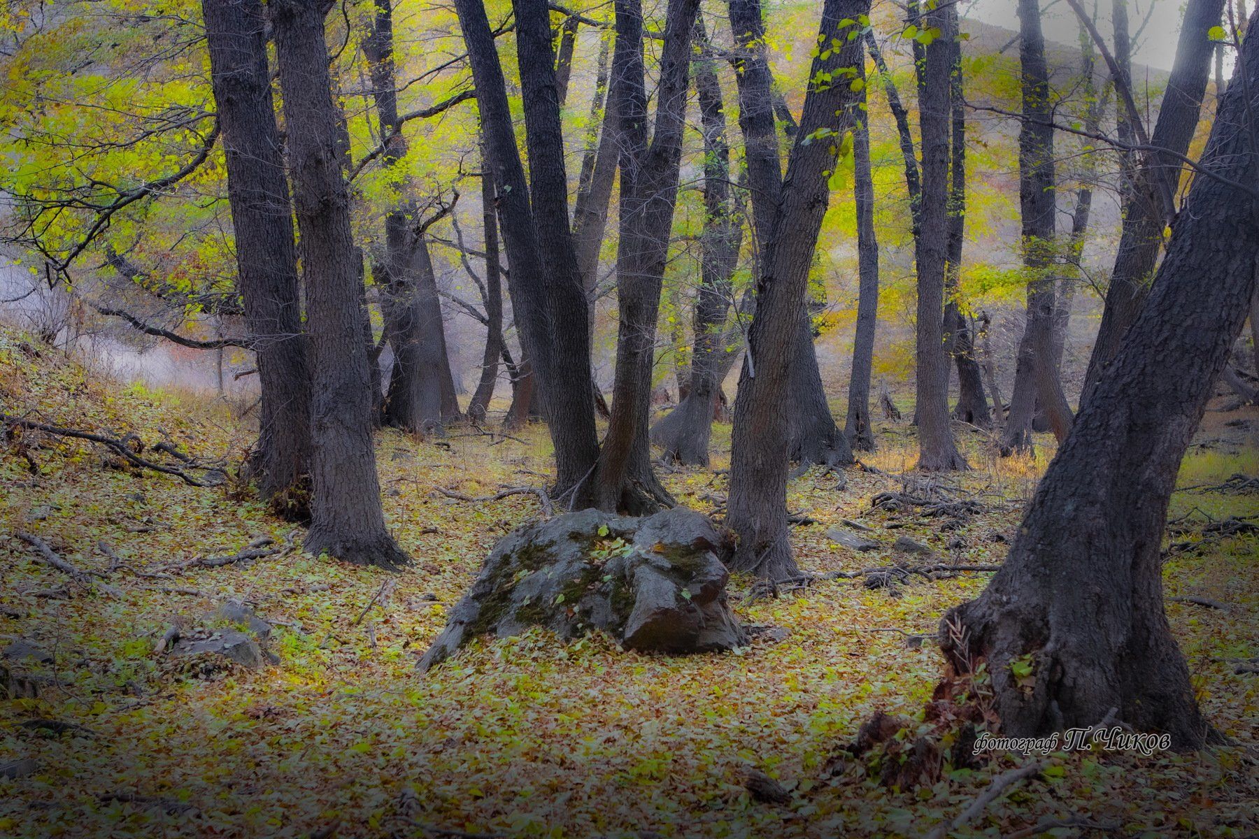 Ольховый лес, петр чиков