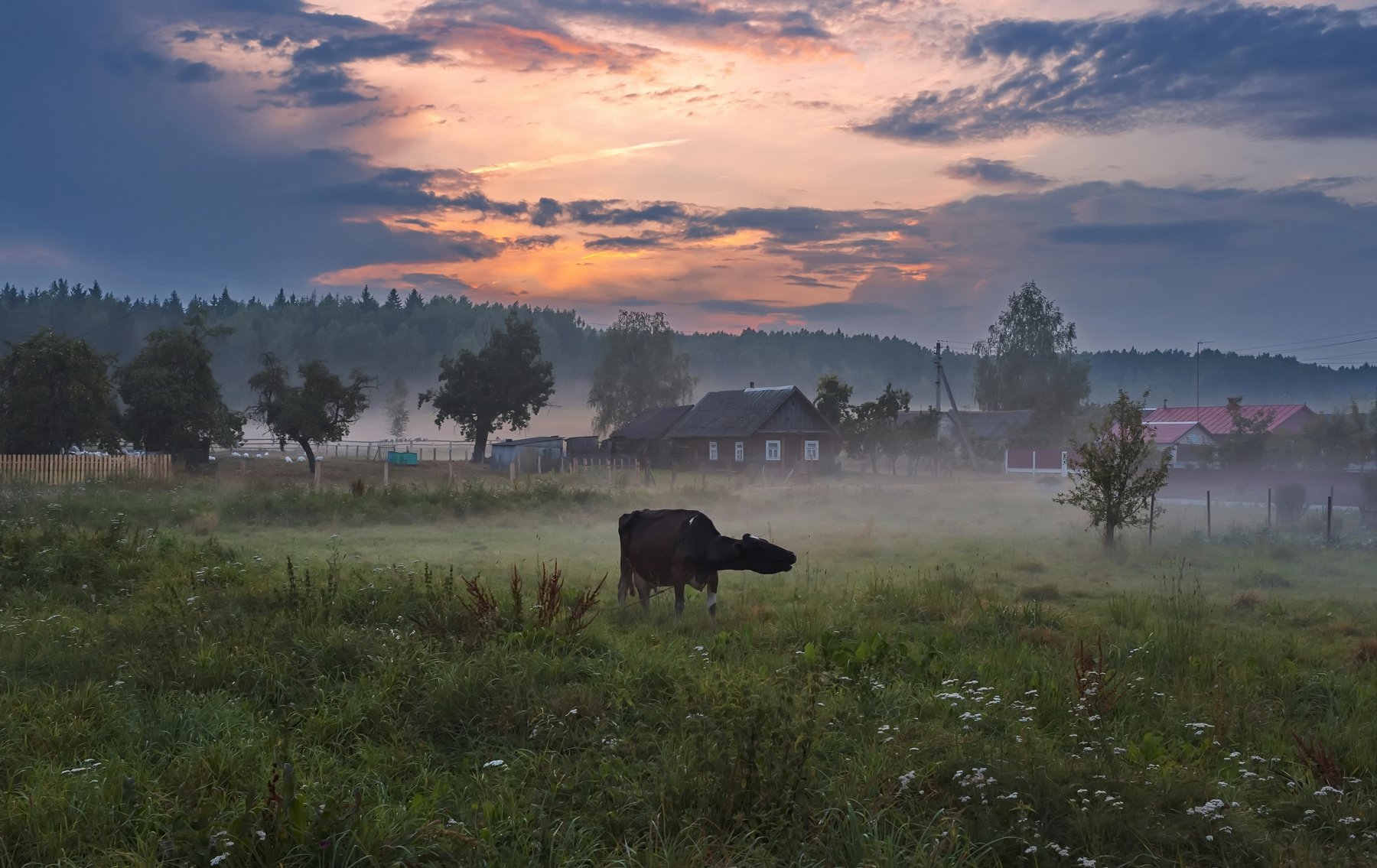 закат, деревня, туман, корова, Александр Гвоздь